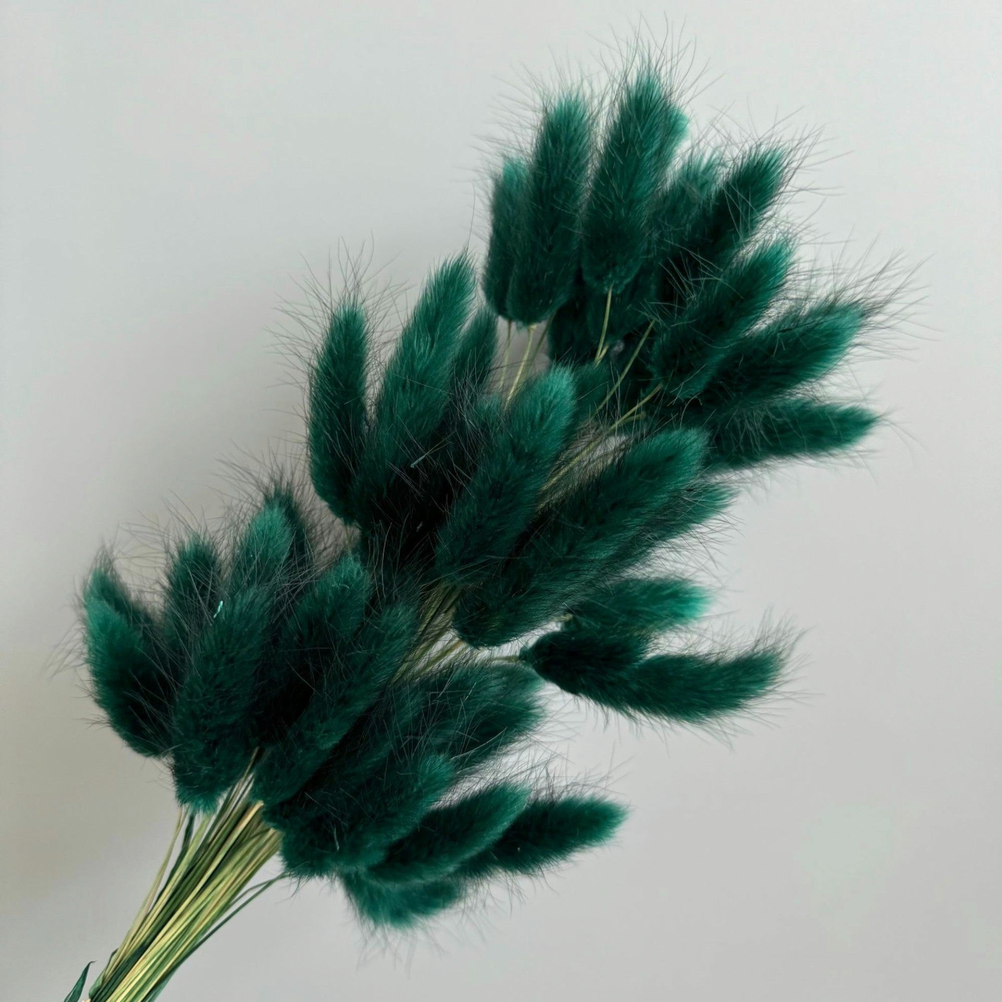 Alilang Dried Bunny Tail Grass Stems for Modern Home Decoration and Floral Arrangements