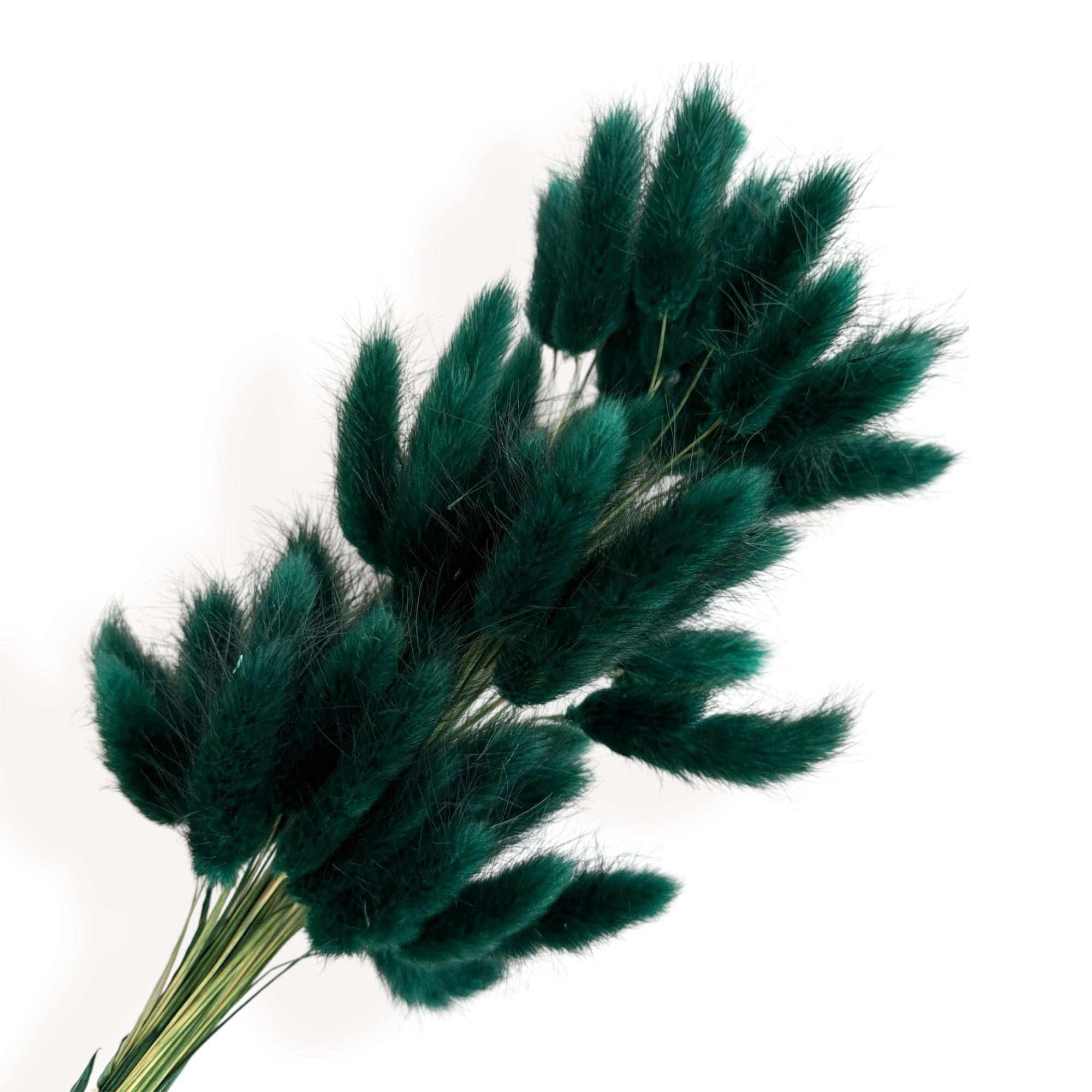 Alilang Dried Bunny Tail Grass Stems for Modern Home Decoration and Floral Arrangements