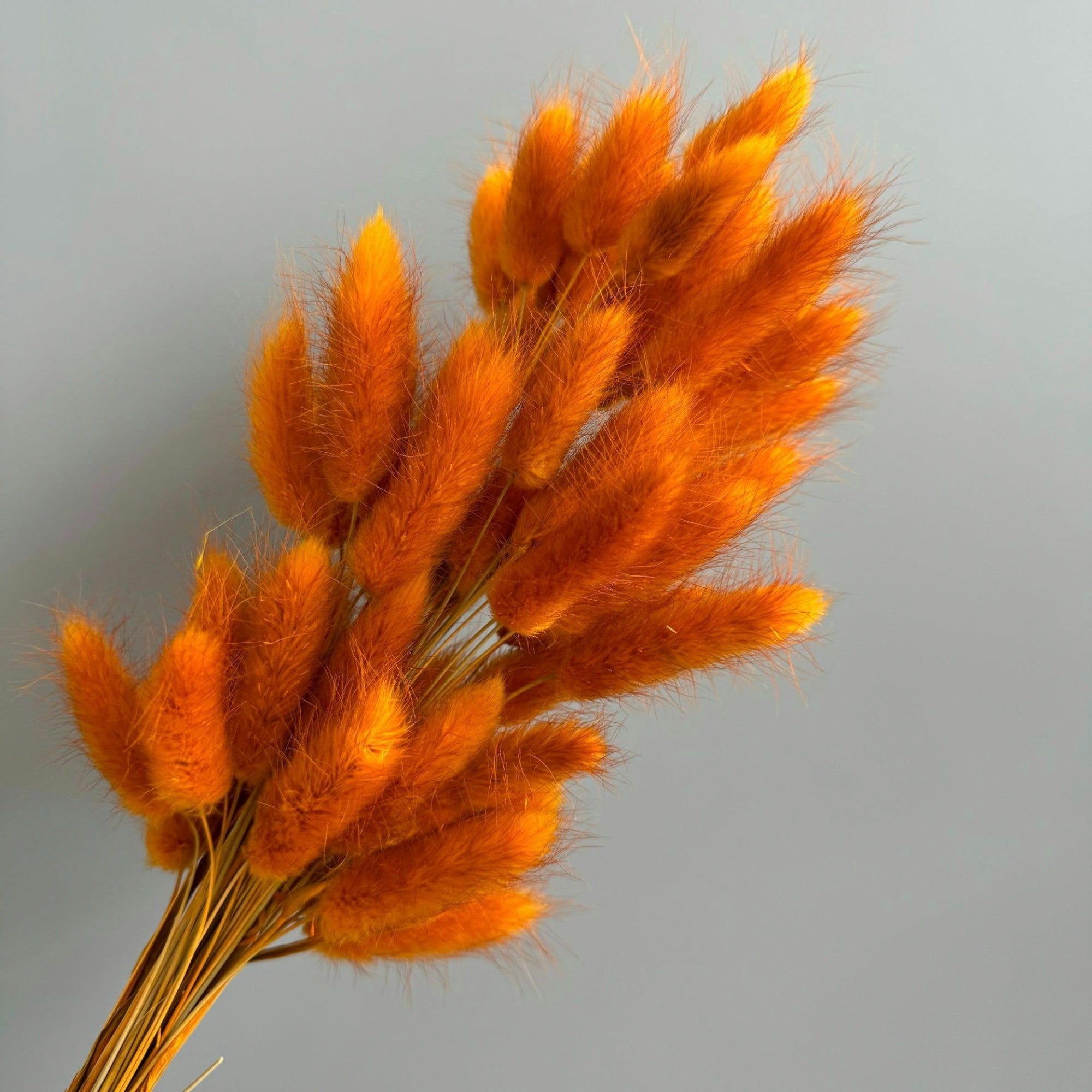 Alilang Dried Bunny Tail Grass Stems for Modern Home Decoration and Floral Arrangements