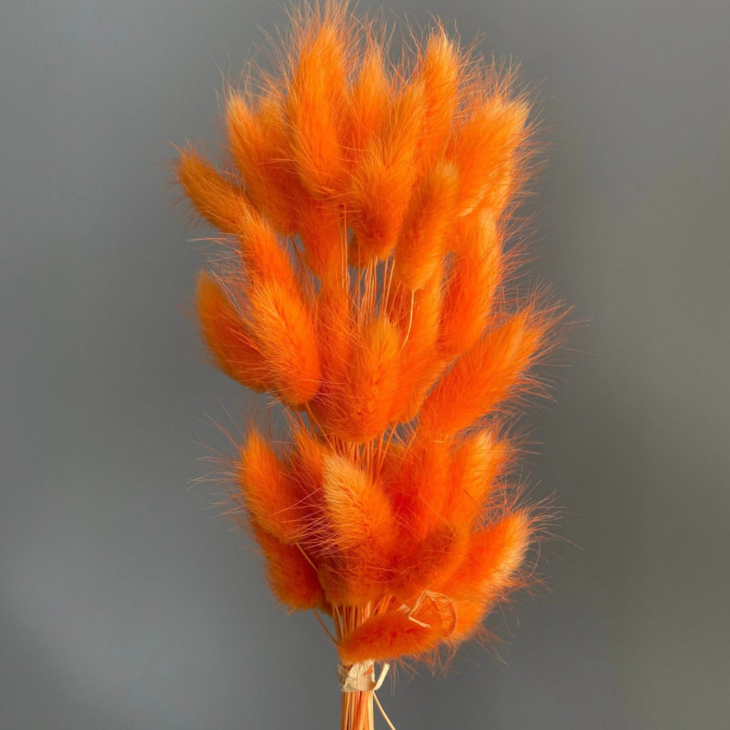 Alilang Dried Bunny Tail Grass Stems for Modern Home Decoration and Floral Arrangements