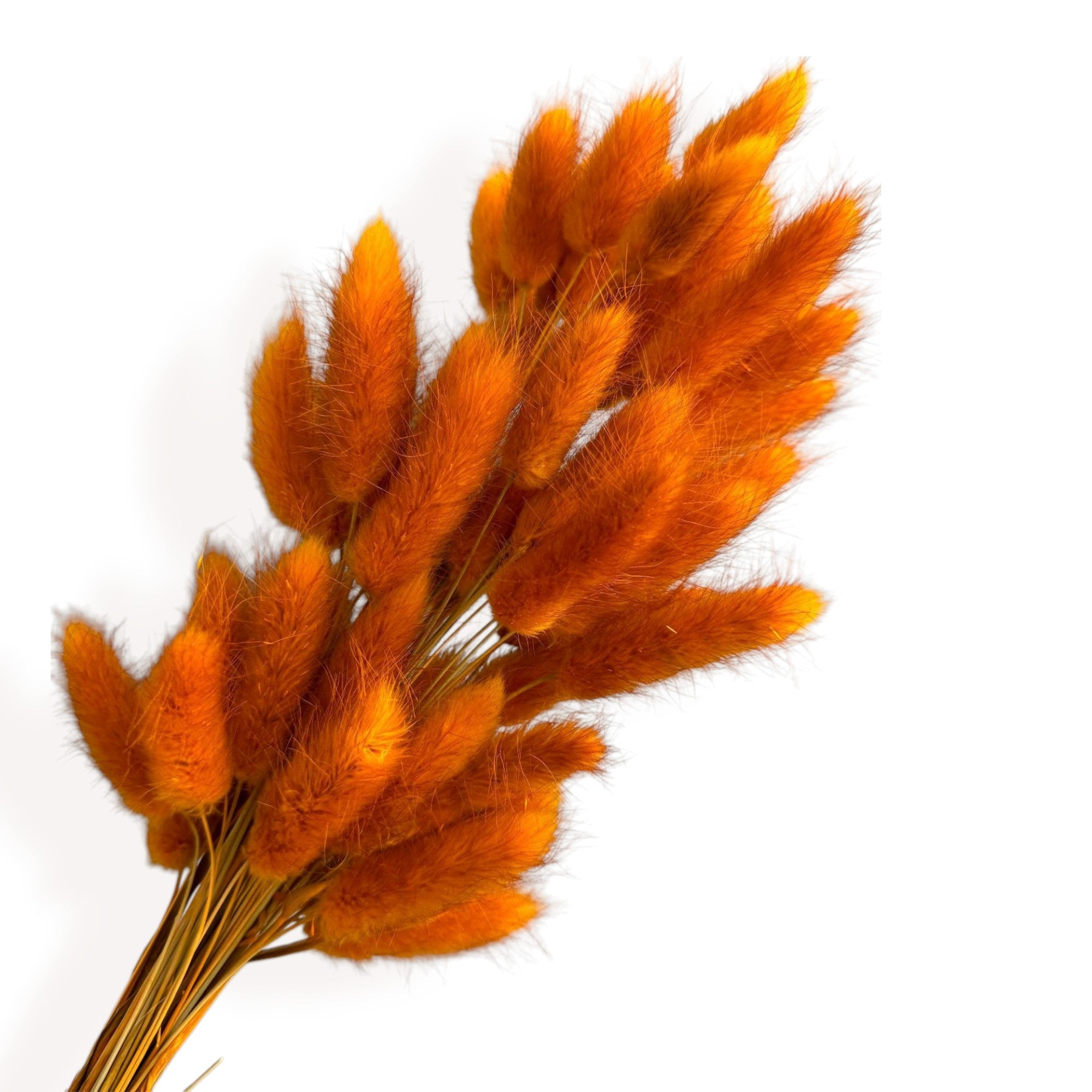 Alilang Dried Bunny Tail Grass Stems for Modern Home Decoration and Floral Arrangements