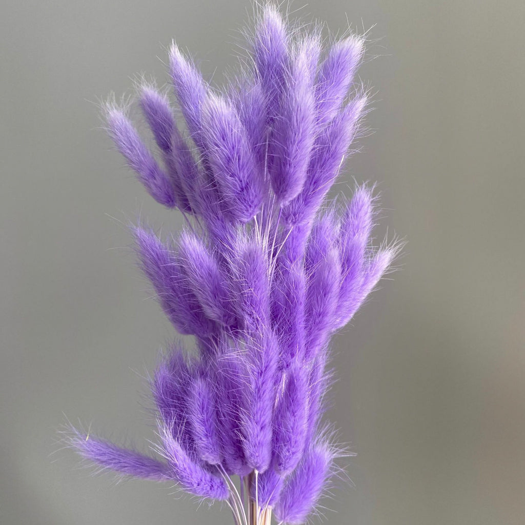 Alilang Dried Bunny Tail Grass Stems for Modern Home Decoration and Floral Arrangements