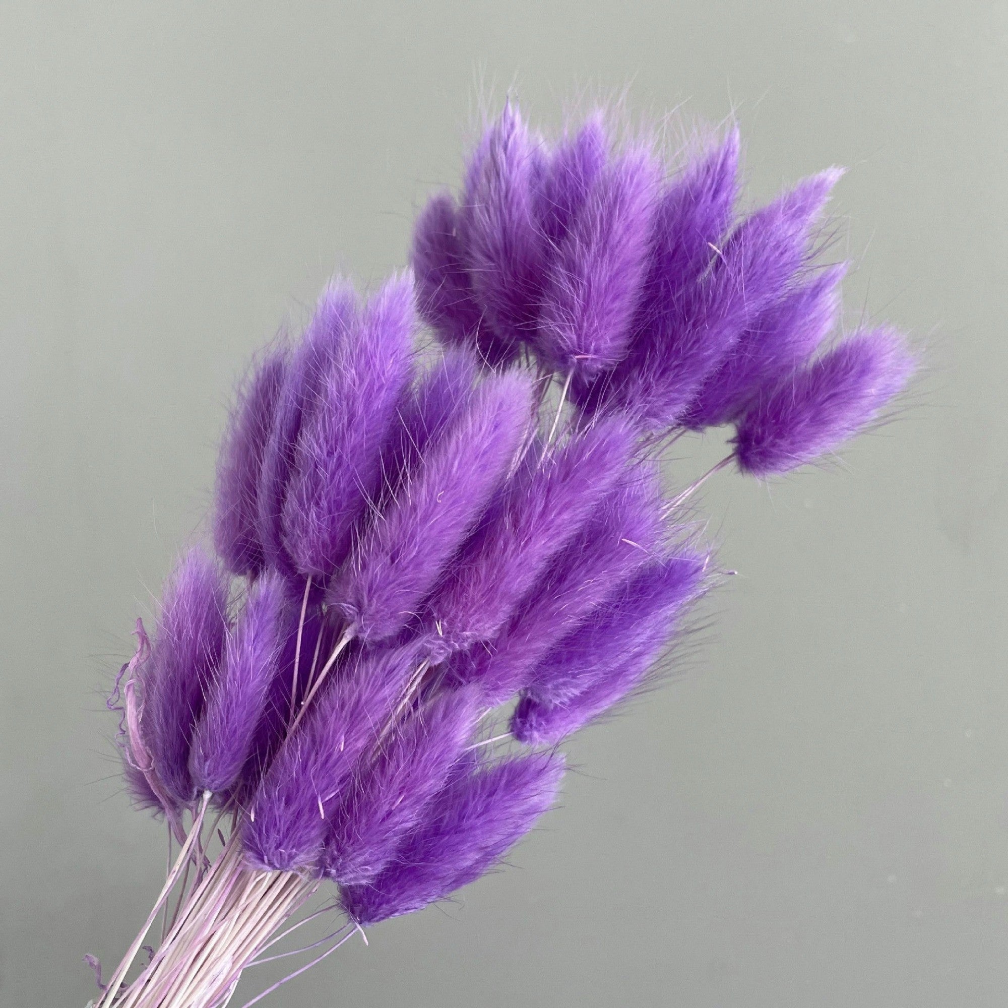 Alilang Dried Bunny Tail Grass Stems for Modern Home Decoration and Floral Arrangements