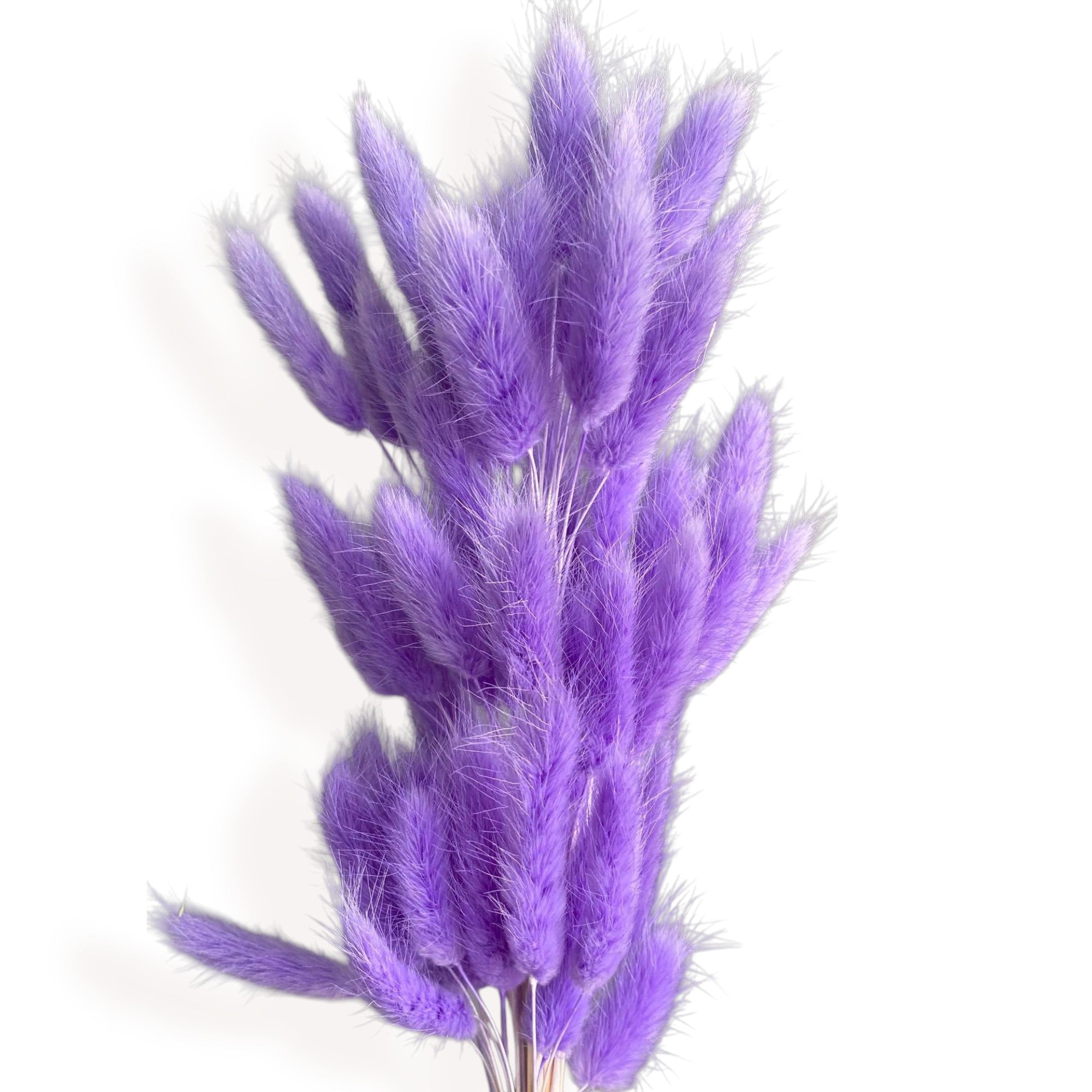 Alilang Dried Bunny Tail Grass Stems for Modern Home Decoration and Floral Arrangements