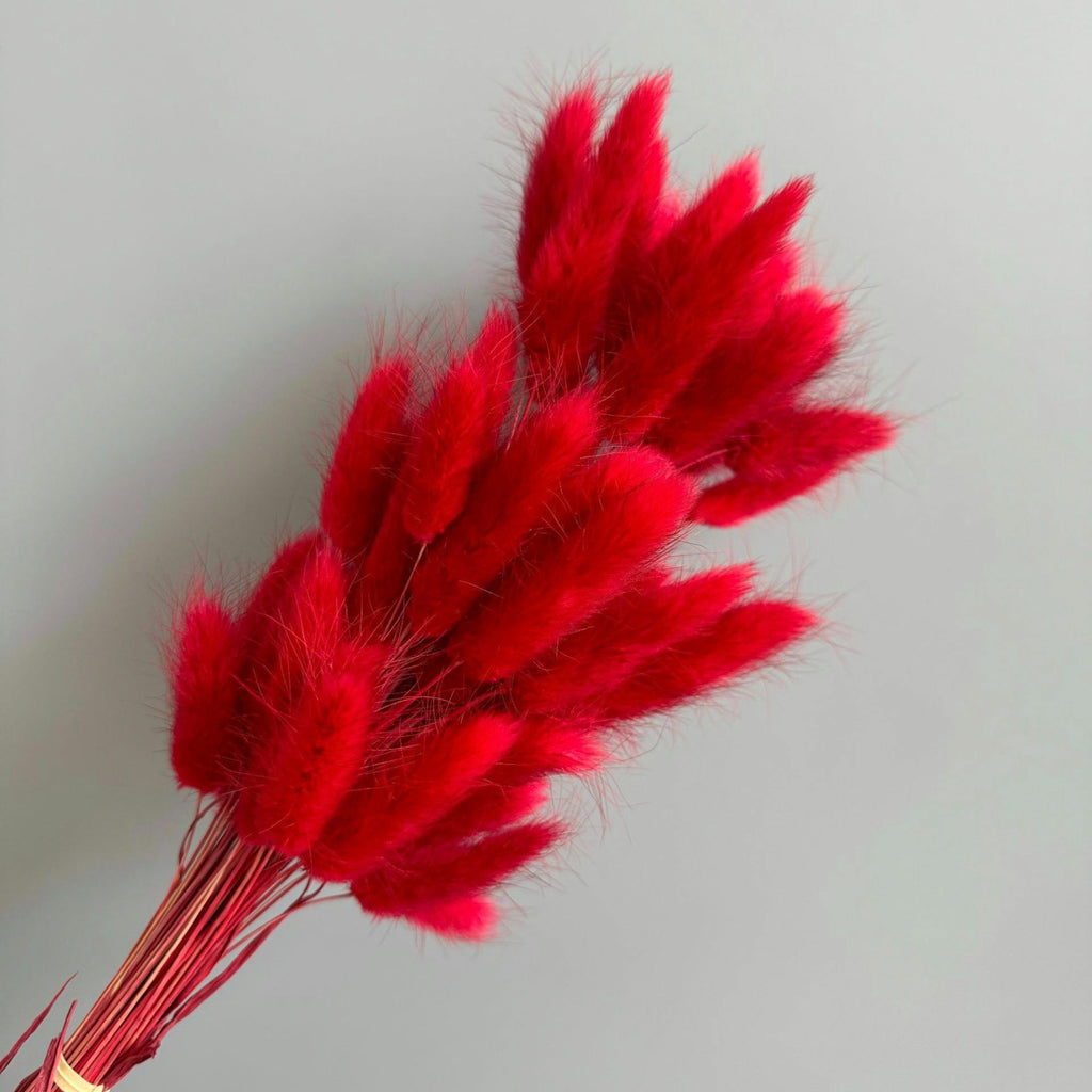 Alilang Dried Bunny Tail Grass Stems for Modern Home Decoration and Floral Arrangements