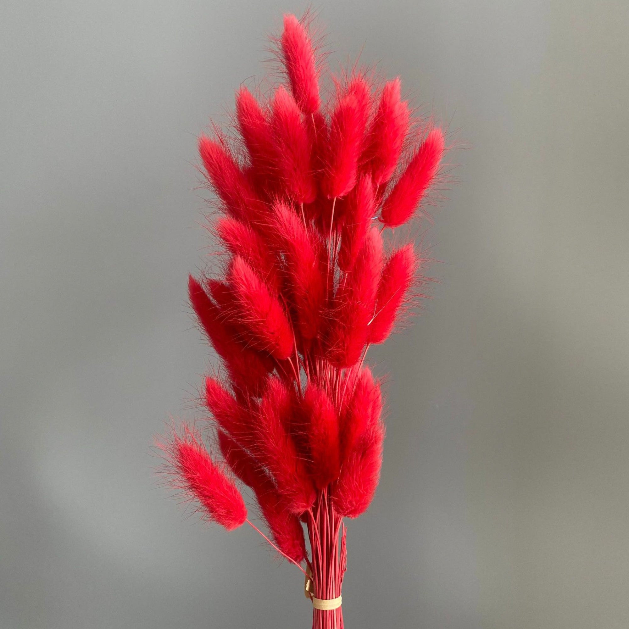 Alilang Dried Bunny Tail Grass Stems for Modern Home Decoration and Floral Arrangements