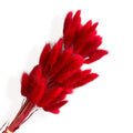 Alilang Dried Bunny Tail Grass Stems for Modern Home Decoration and Floral Arrangements