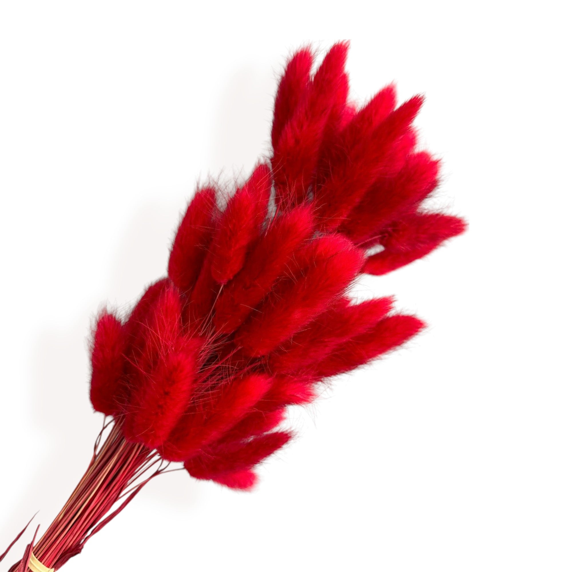 Alilang Dried Bunny Tail Grass Stems for Modern Home Decoration and Floral Arrangements