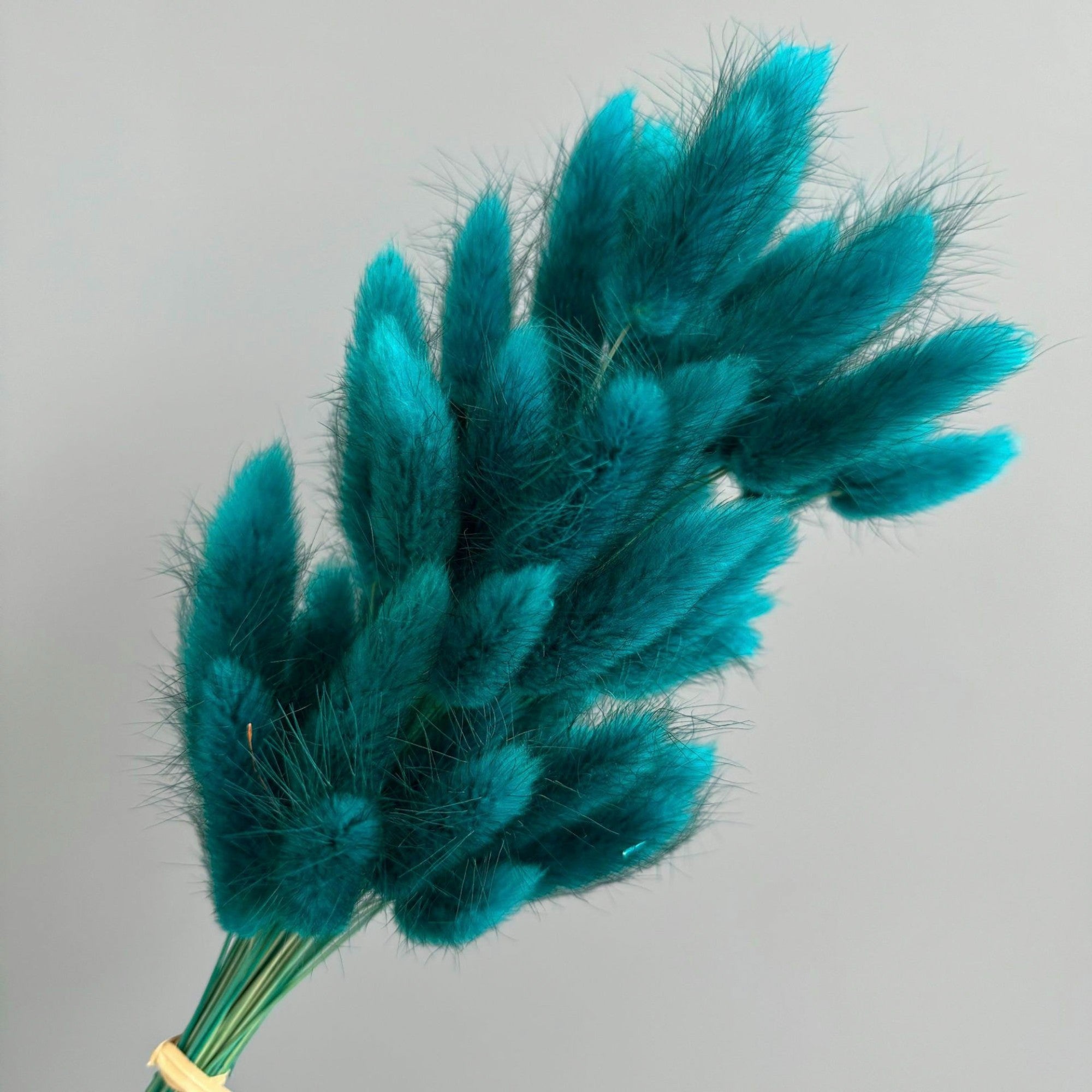 Alilang Dried Bunny Tail Grass Stems for Modern Home Decoration and Floral Arrangements