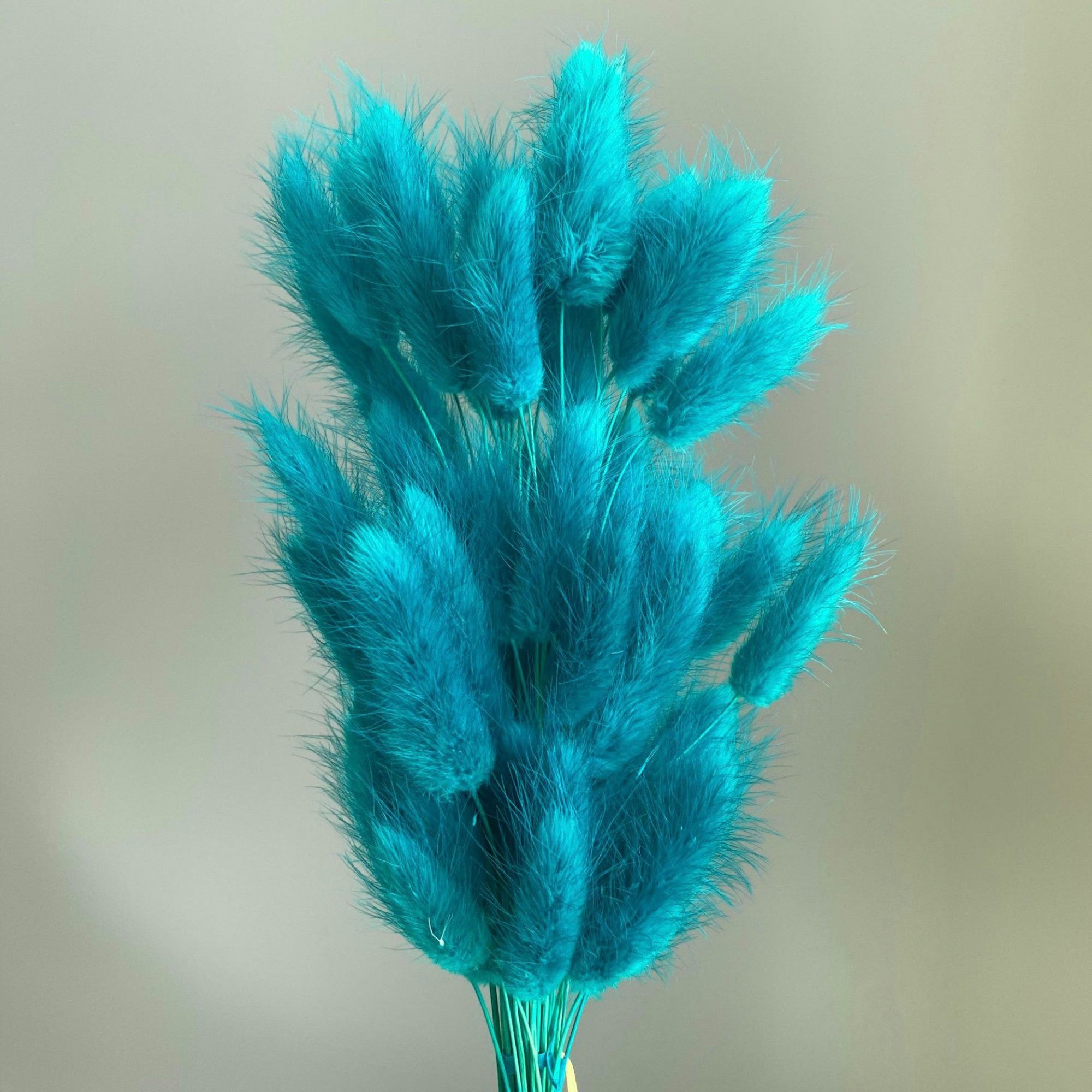 Alilang Dried Bunny Tail Grass Stems for Modern Home Decoration and Floral Arrangements