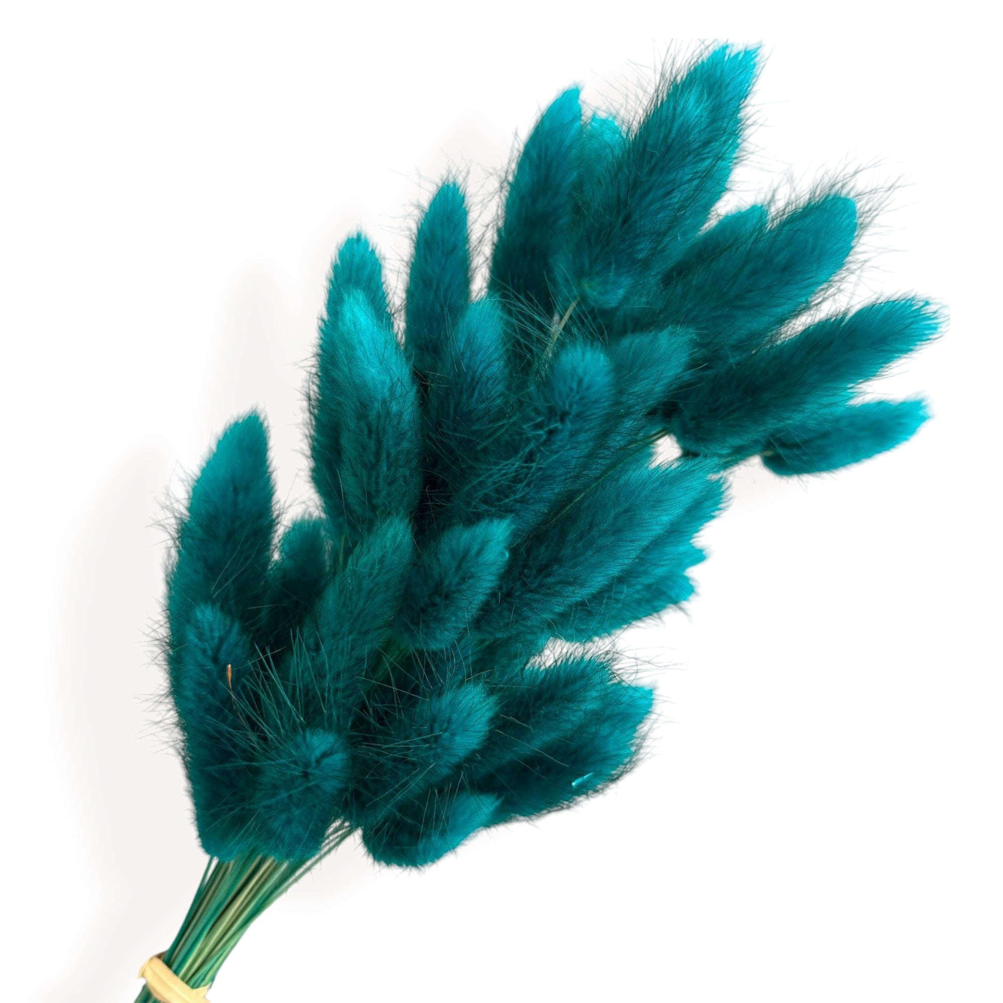 Alilang Dried Bunny Tail Grass Stems for Modern Home Decoration and Floral Arrangements