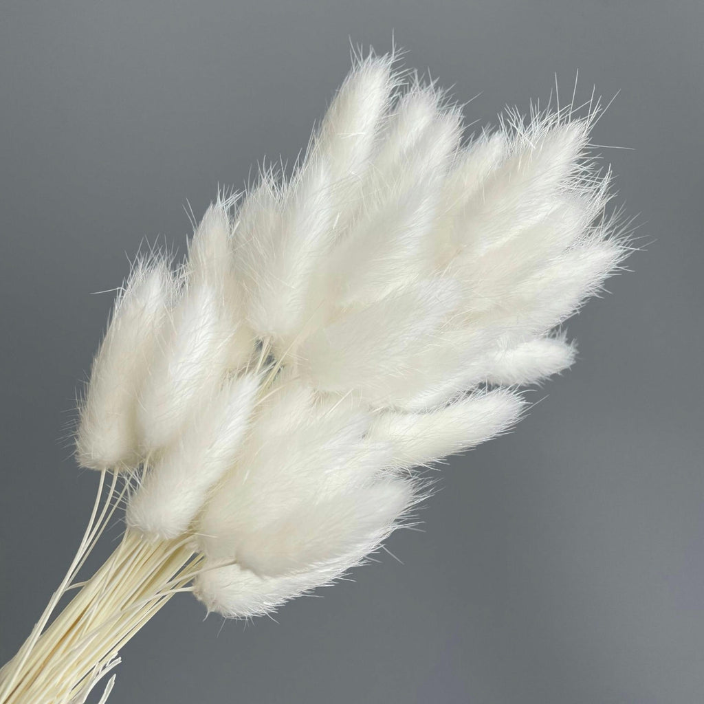 Alilang Dried Bunny Tail Grass Stems for Modern Home Decoration and Floral Arrangements