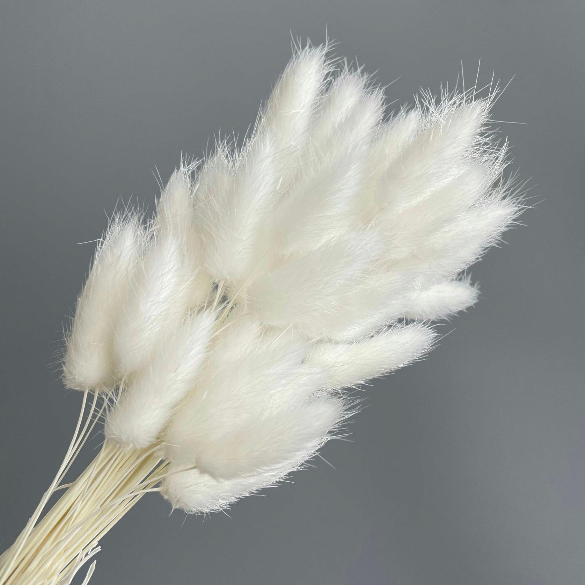 Alilang Dried Bunny Tail Grass Stems for Modern Home Decoration and Floral Arrangements
