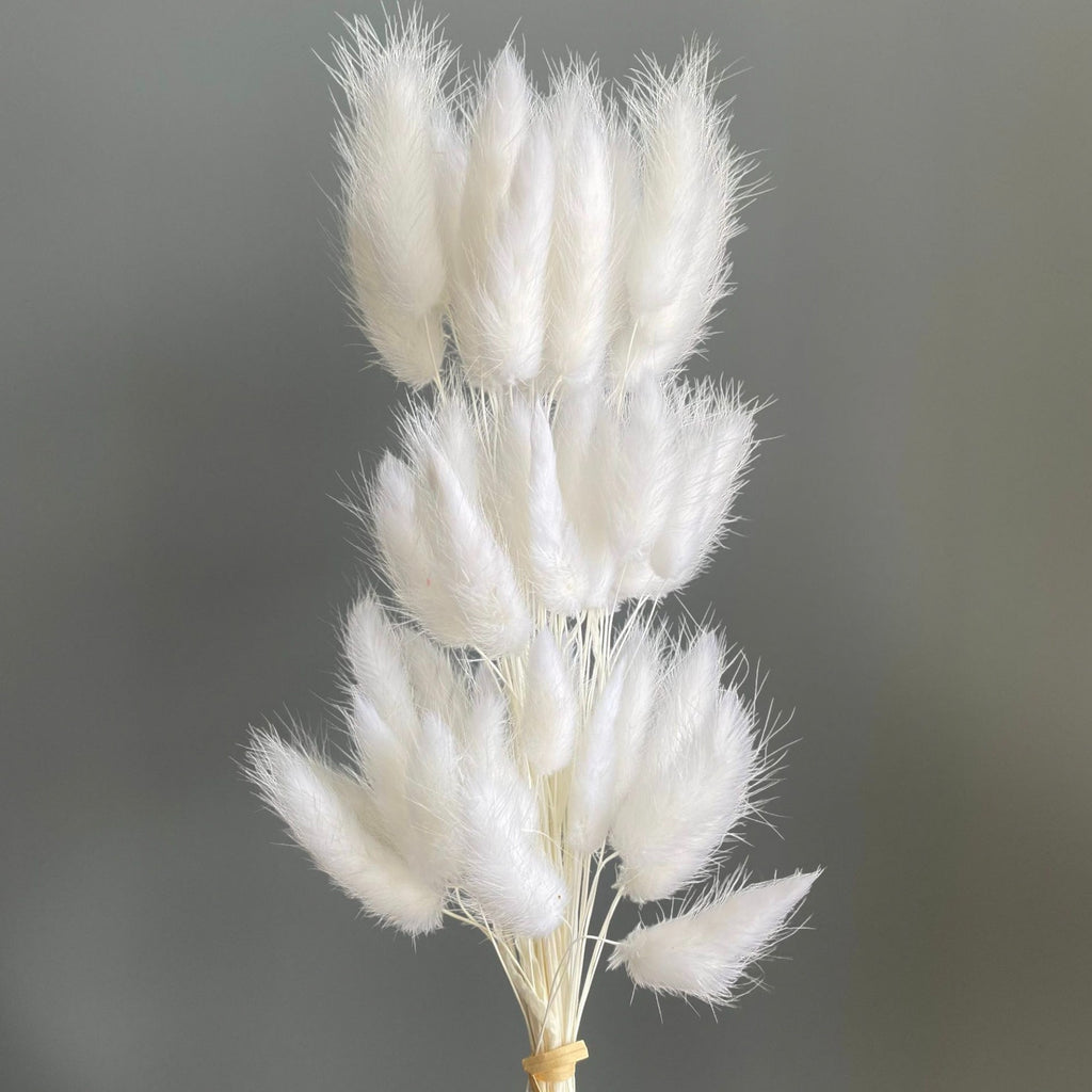 Alilang Dried Bunny Tail Grass Stems for Modern Home Decoration and Floral Arrangements