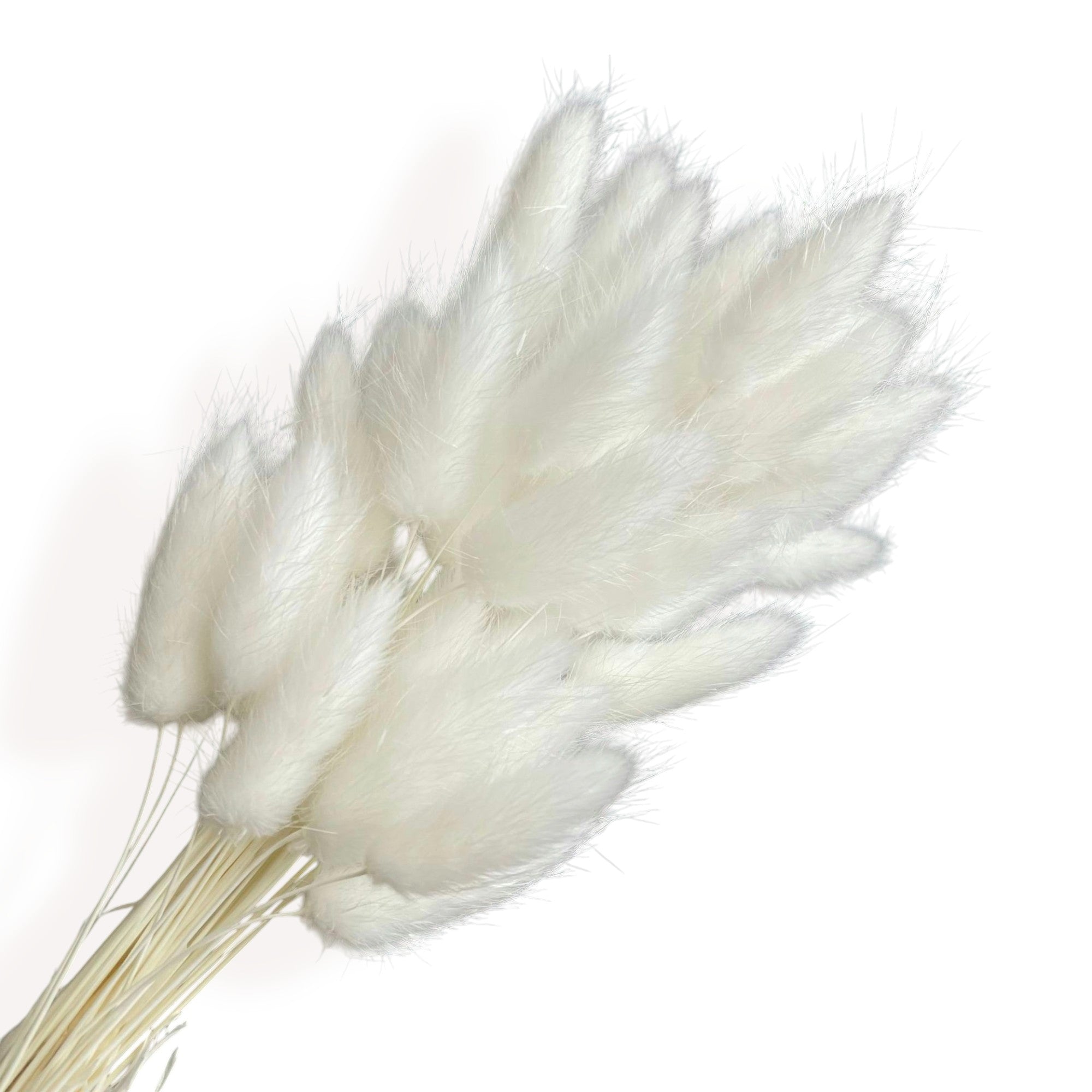Alilang Dried Bunny Tail Grass Stems for Modern Home Decoration and Floral Arrangements