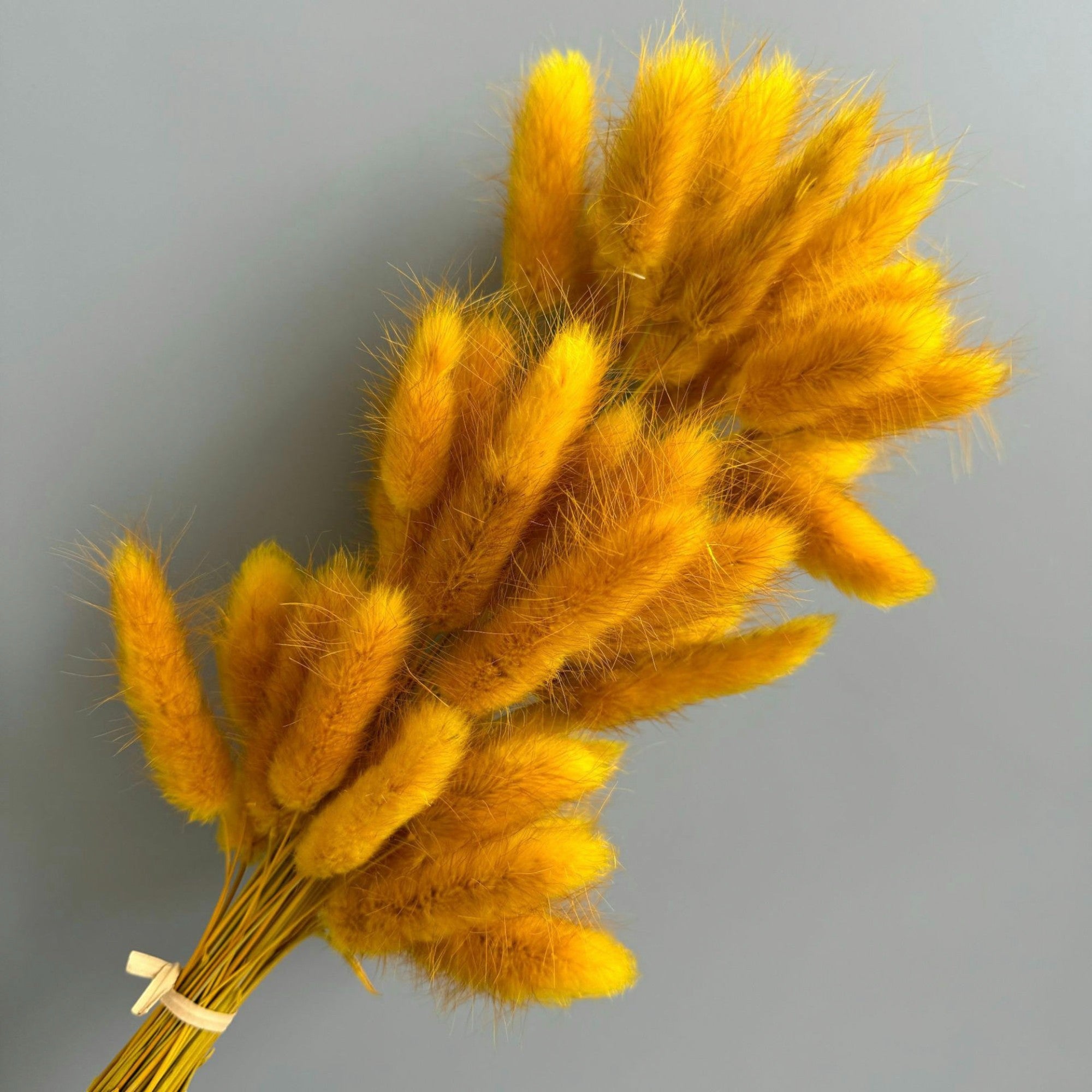 Alilang Dried Bunny Tail Grass Stems for Modern Home Decoration and Floral Arrangements