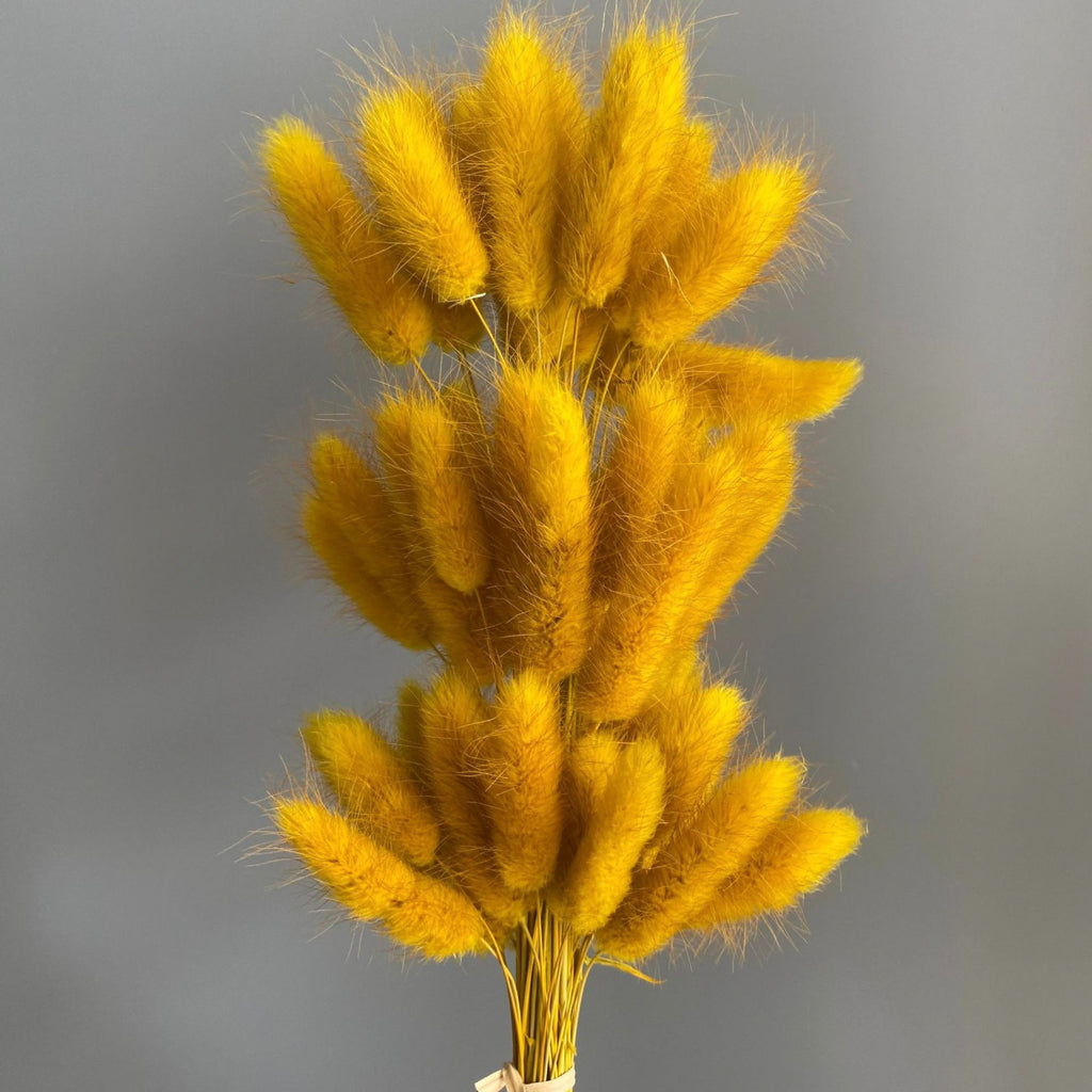 Alilang Dried Bunny Tail Grass Stems for Modern Home Decoration and Floral Arrangements
