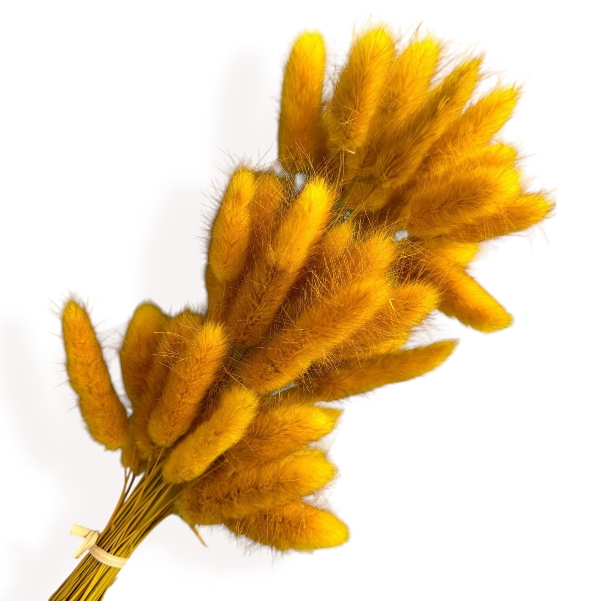 Alilang Dried Bunny Tail Grass Stems for Modern Home Decoration and Floral Arrangements