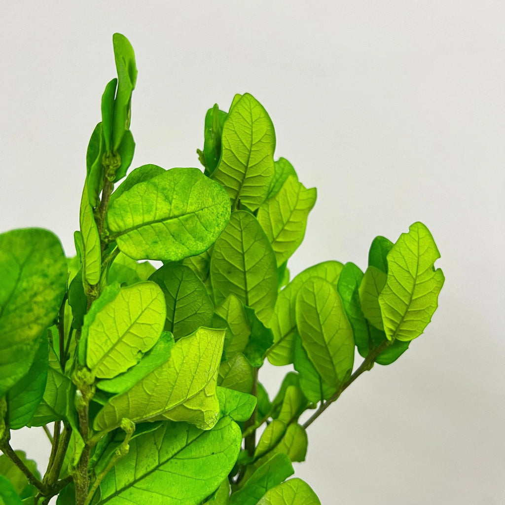 Alilang Decorative Dried Leafy Branches for Modern Home Decoration and Floral Arrangements