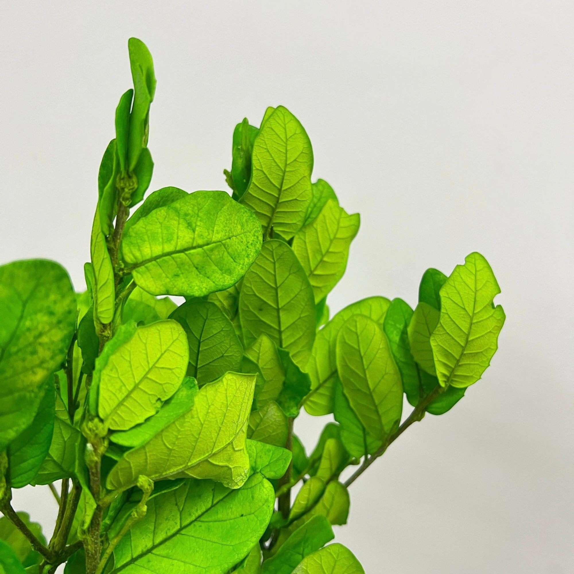 Alilang Decorative Dried Leafy Branches for Modern Home Decoration and Floral Arrangements