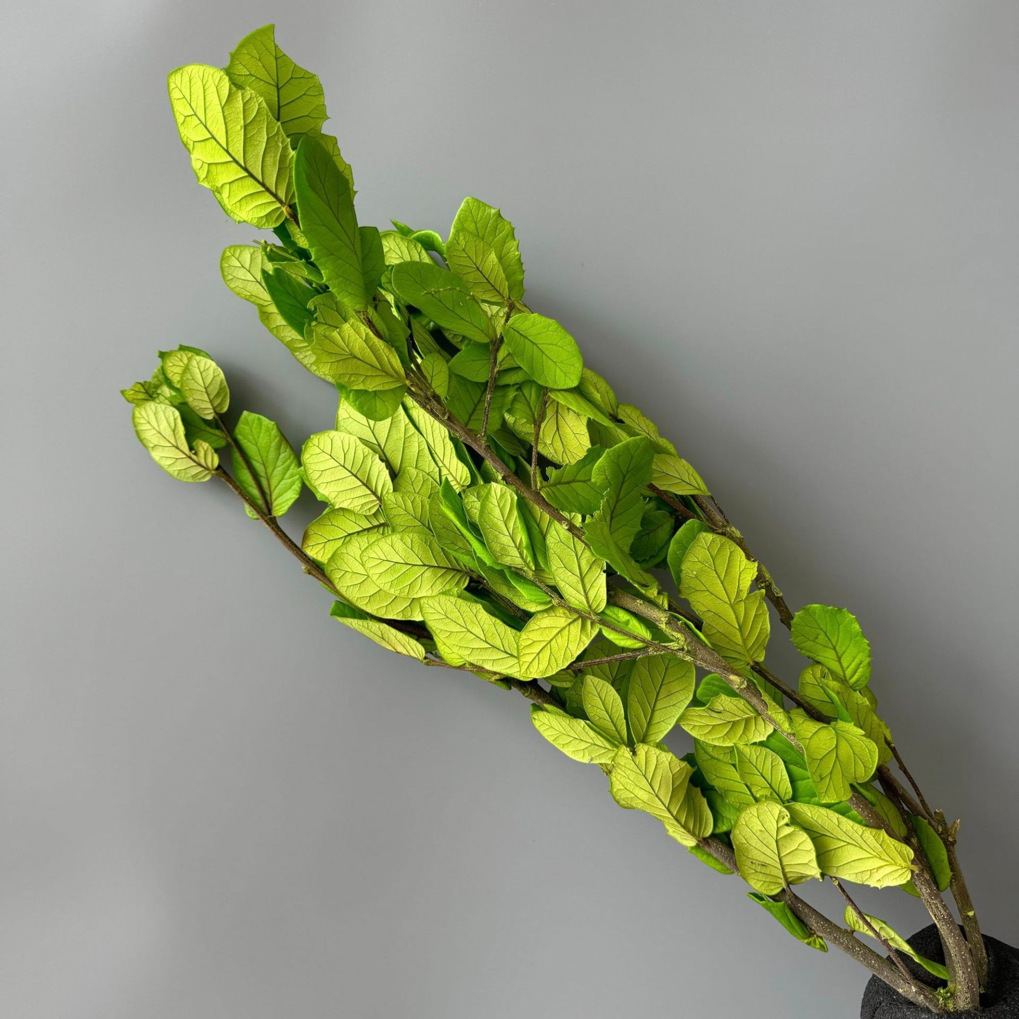 Alilang Decorative Dried Leafy Branches for Modern Home Decoration and Floral Arrangements