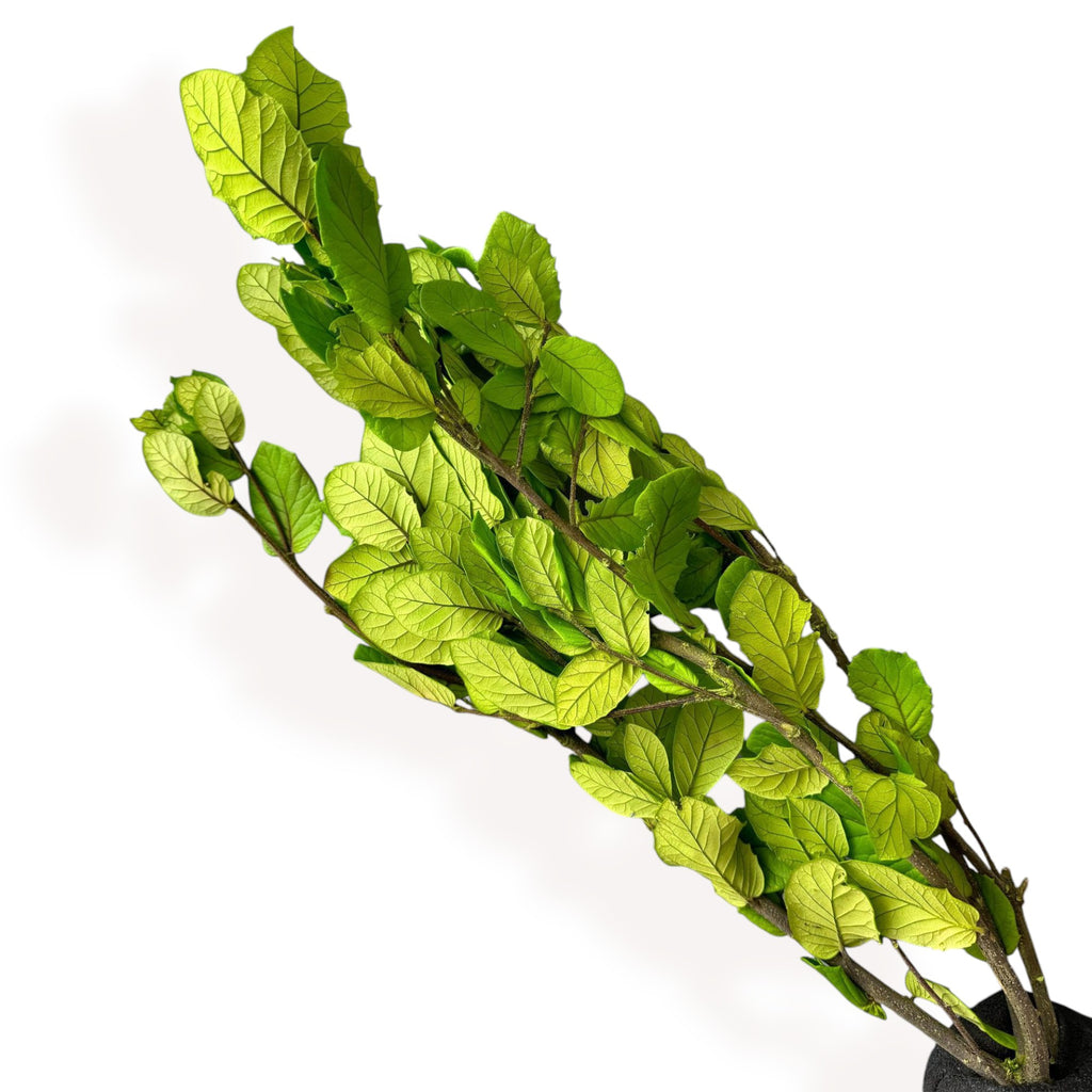 Alilang Decorative Dried Leafy Branches for Modern Home Decoration and Floral Arrangements