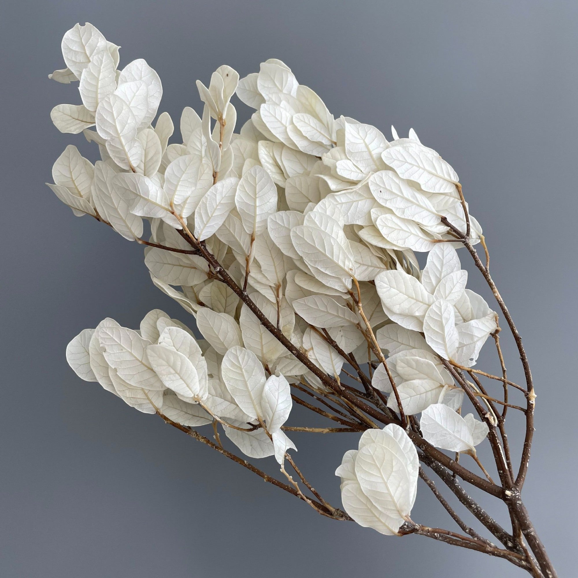 Alilang Decorative Dried Leafy Branches for Modern Home Decoration and Floral Arrangements