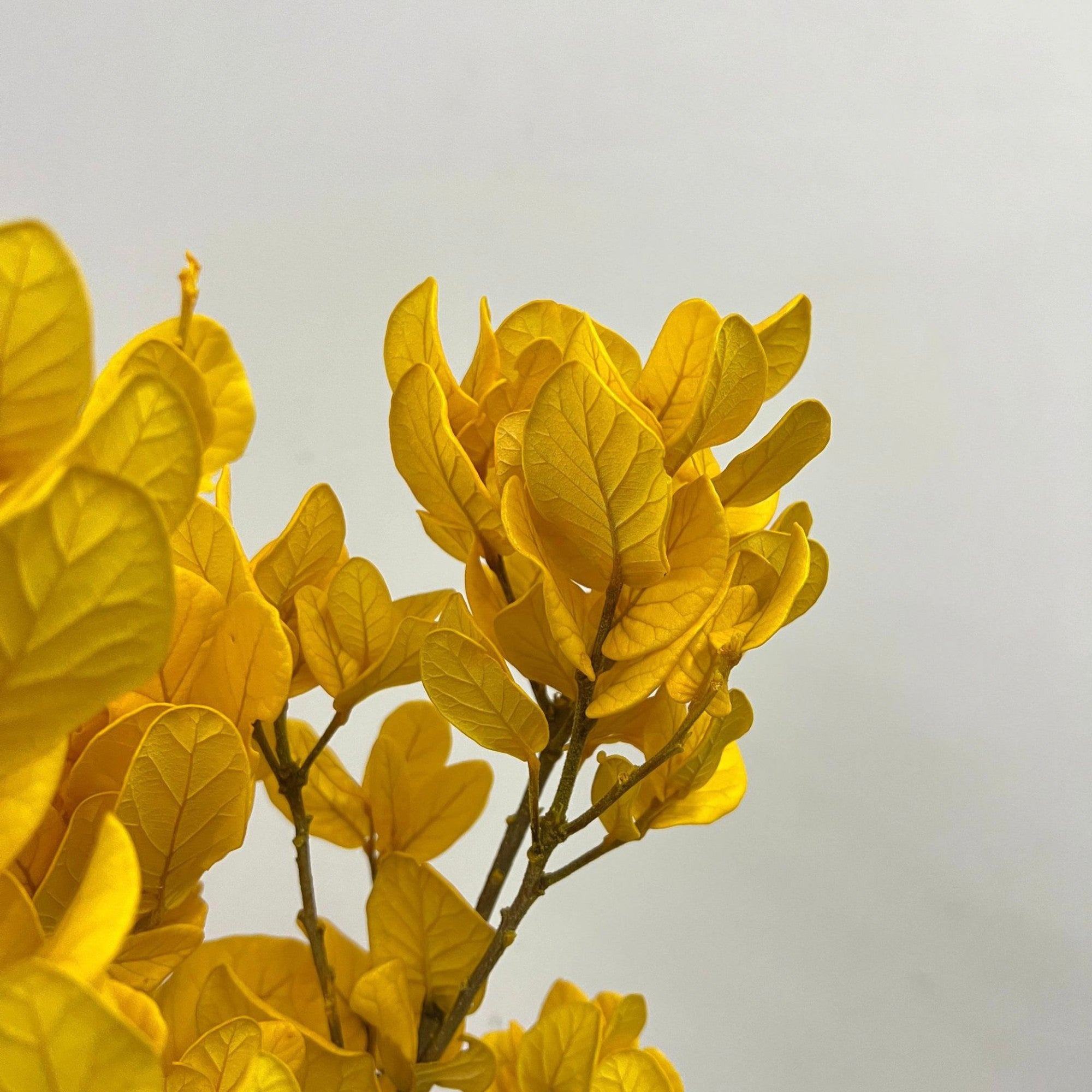 Alilang Decorative Dried Leafy Branches for Modern Home Decoration and Floral Arrangements
