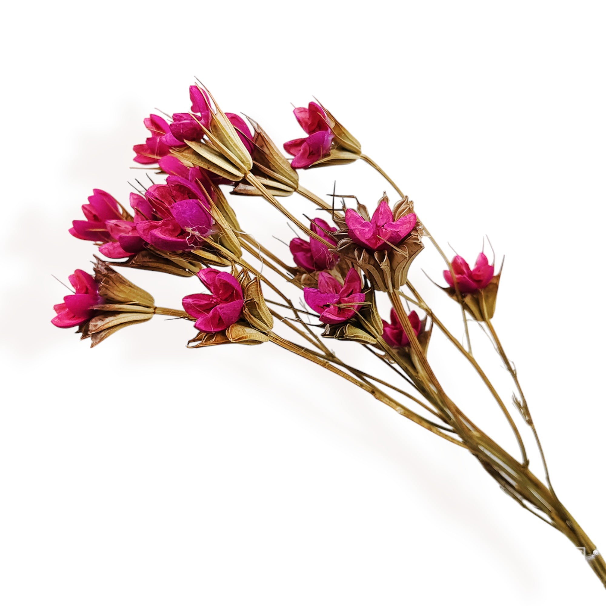 Alilang Decorative Dried Flower Stems for Home Decoration and Floral Arrangements