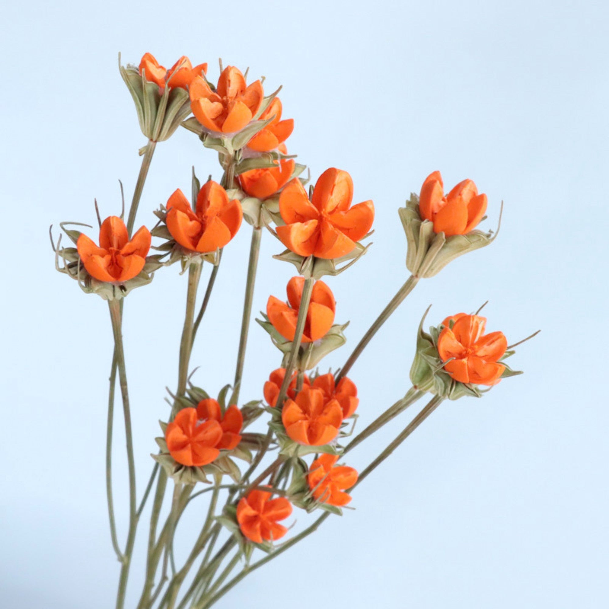 Alilang Decorative Dried Flower Stems for Home Decoration and Floral Arrangements