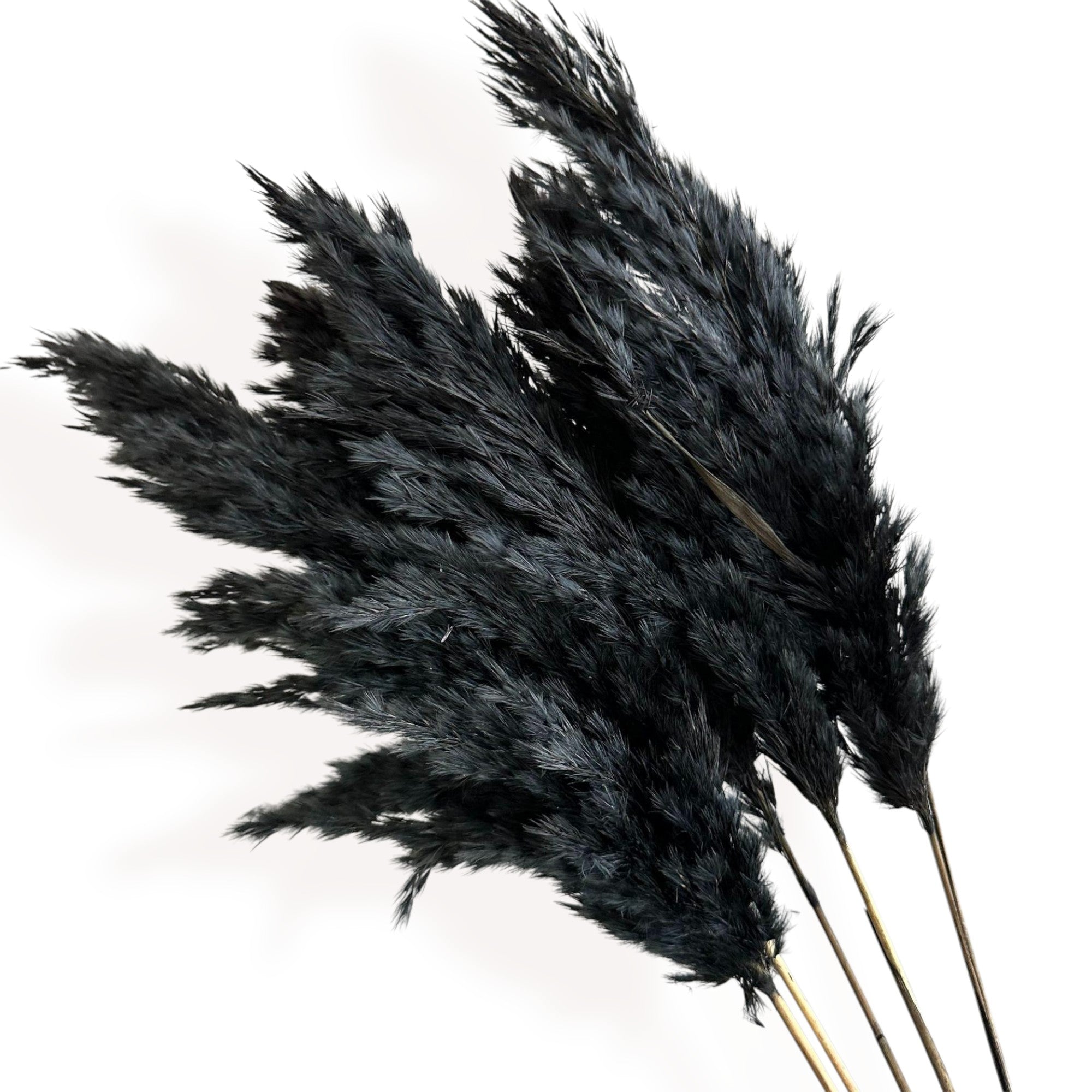 Alilang Decorative Dried Tall Grass Stems for Home Decoration and Floral Arrangements