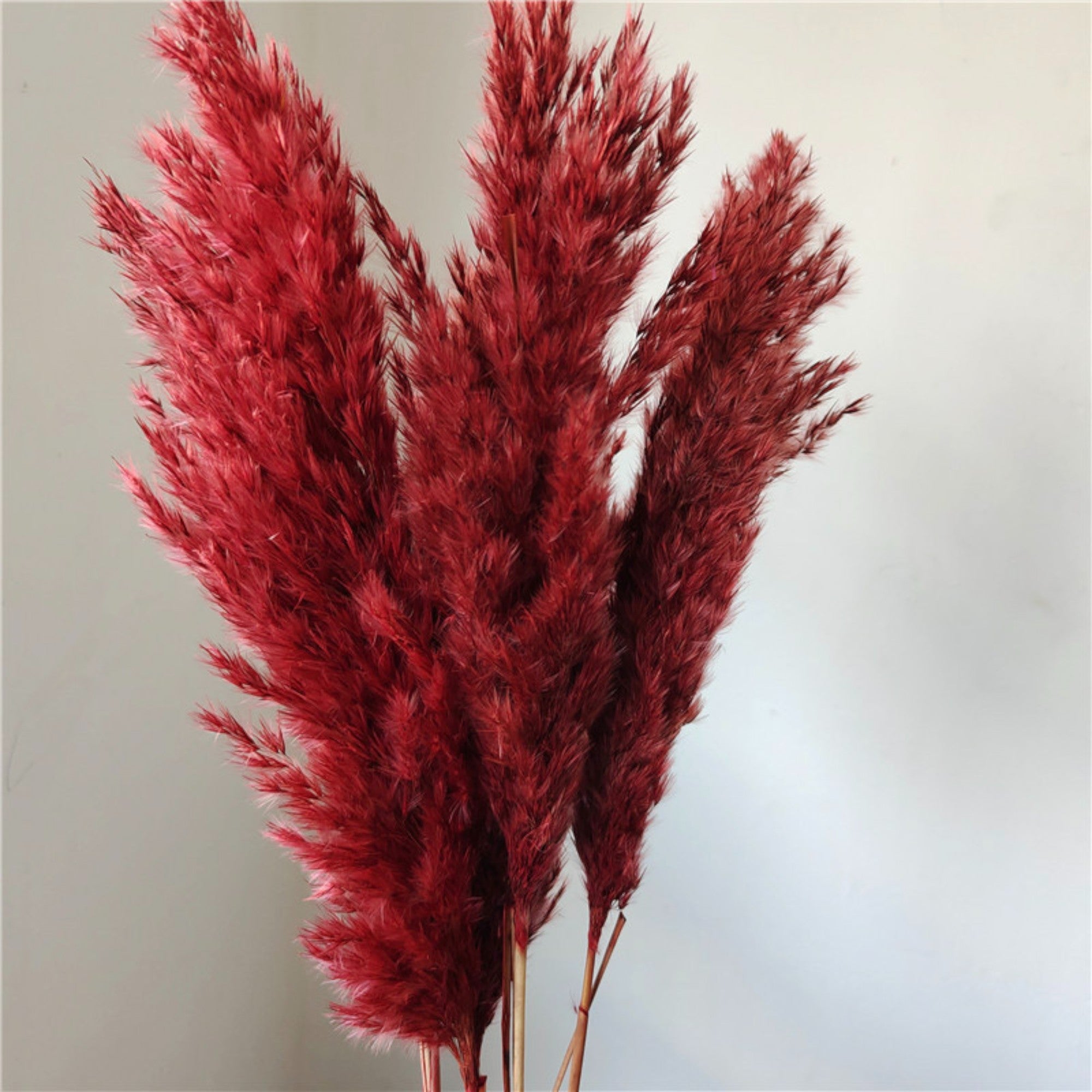 Alilang Decorative Dried Tall Grass Stems for Home Decoration and Floral Arrangements