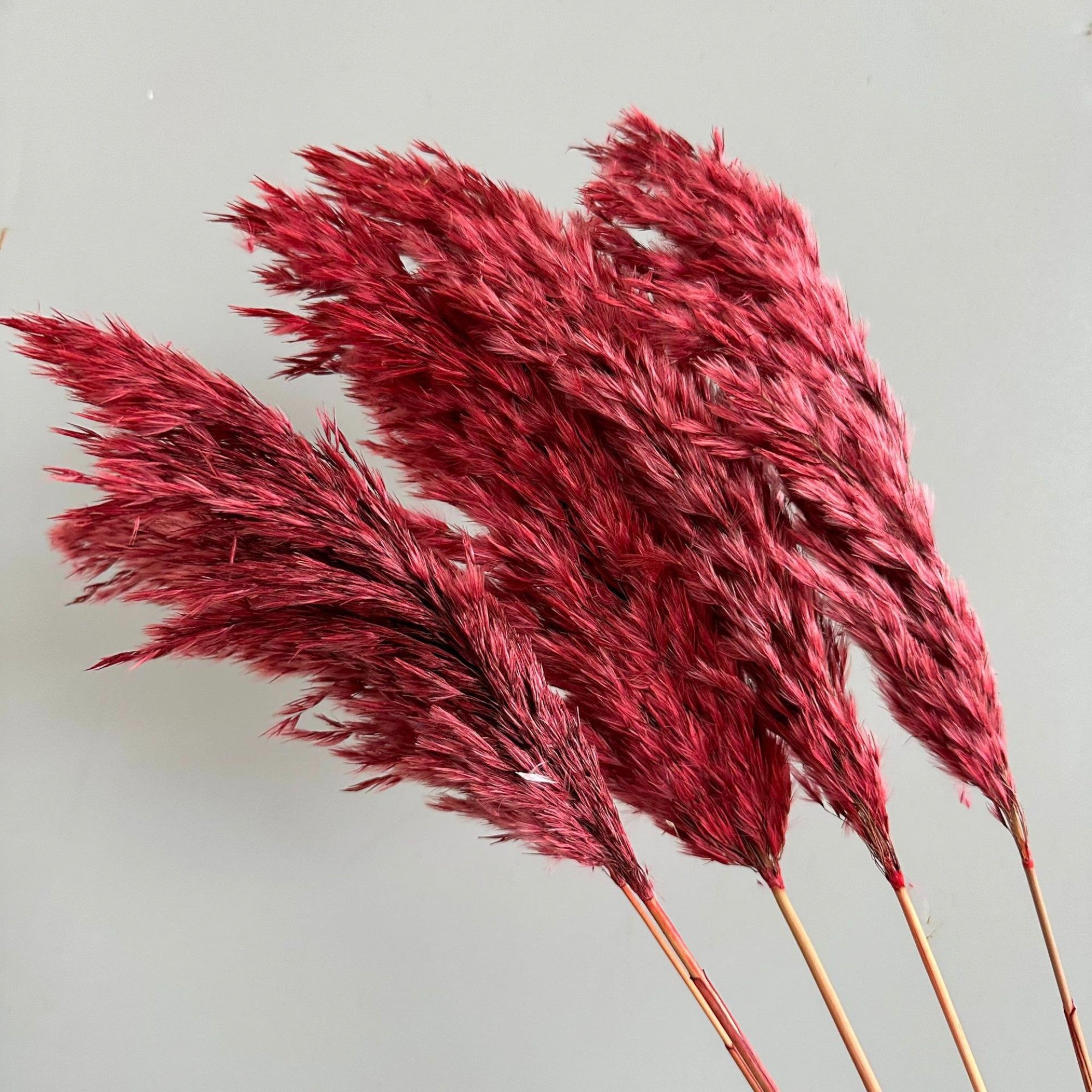 Alilang Decorative Dried Tall Grass Stems for Home Decoration and Floral Arrangements