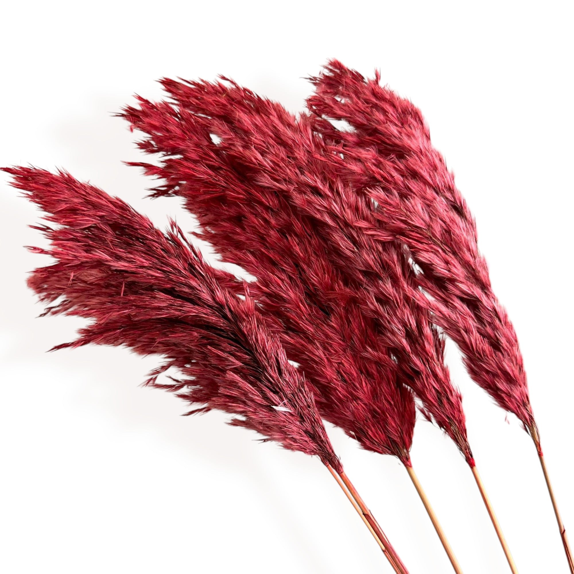Alilang Decorative Dried Tall Grass Stems for Home Decoration and Floral Arrangements