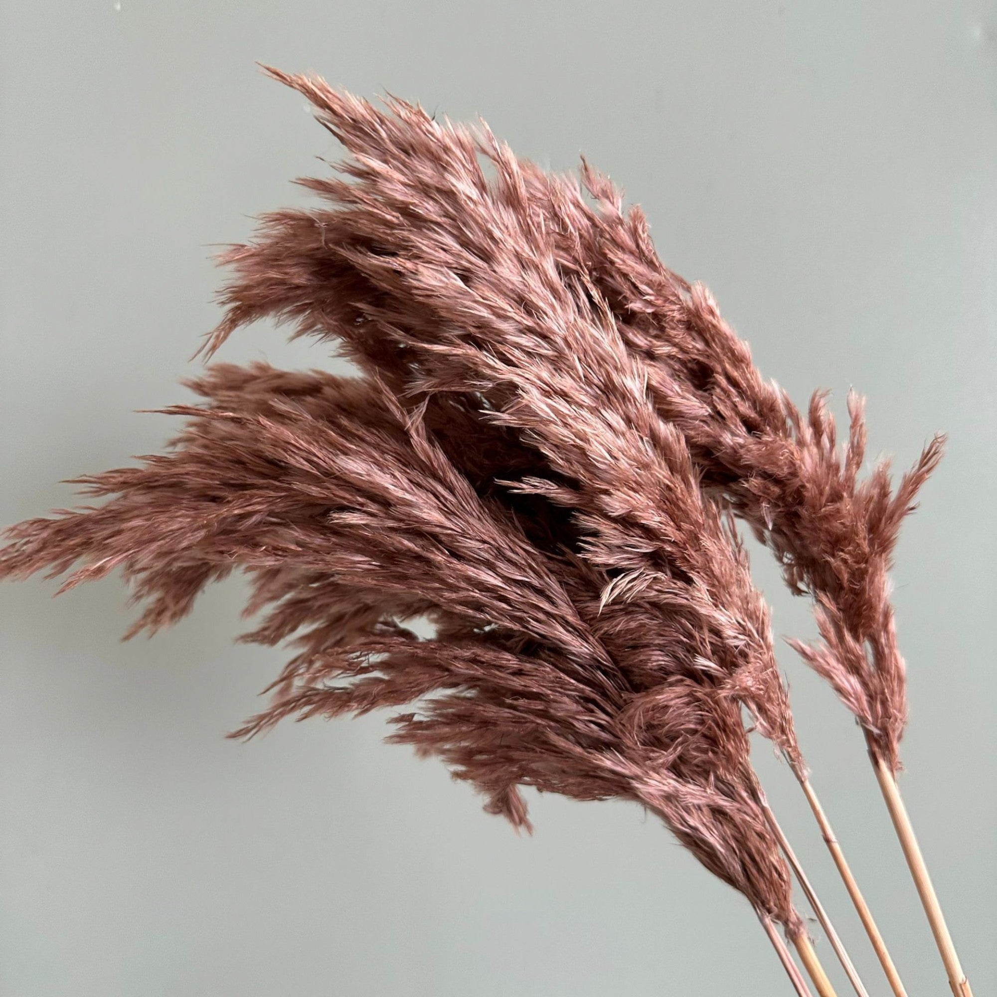 Alilang Decorative Dried Tall Grass Stems for Home Decoration and Floral Arrangements