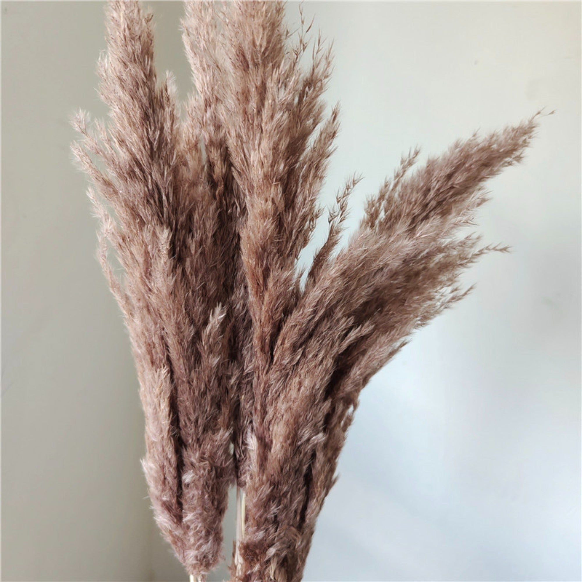 Alilang Decorative Dried Tall Grass Stems for Home Decoration and Floral Arrangements