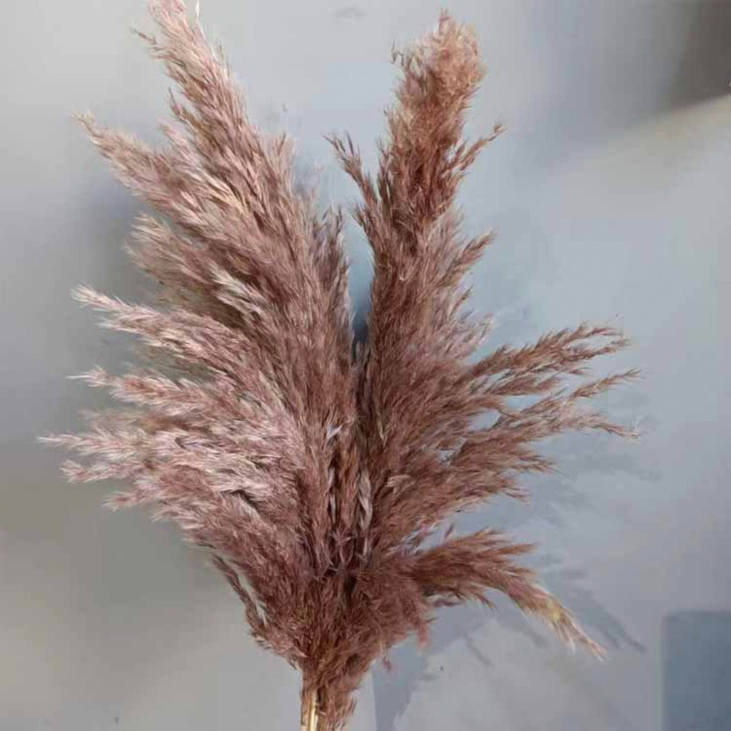 Alilang Decorative Dried Tall Grass Stems for Home Decoration and Floral Arrangements
