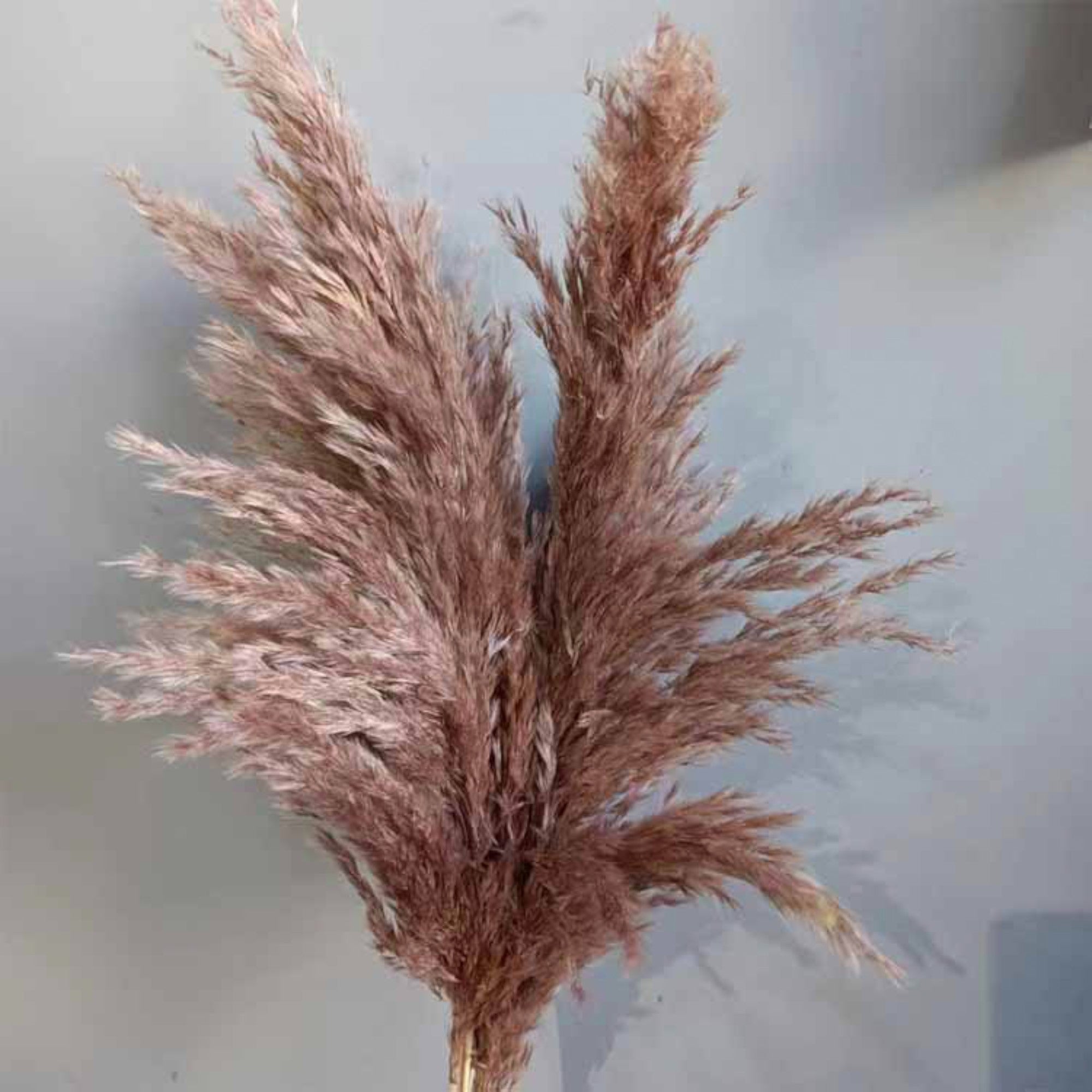 Alilang Decorative Dried Tall Grass Stems for Home Decoration and Floral Arrangements