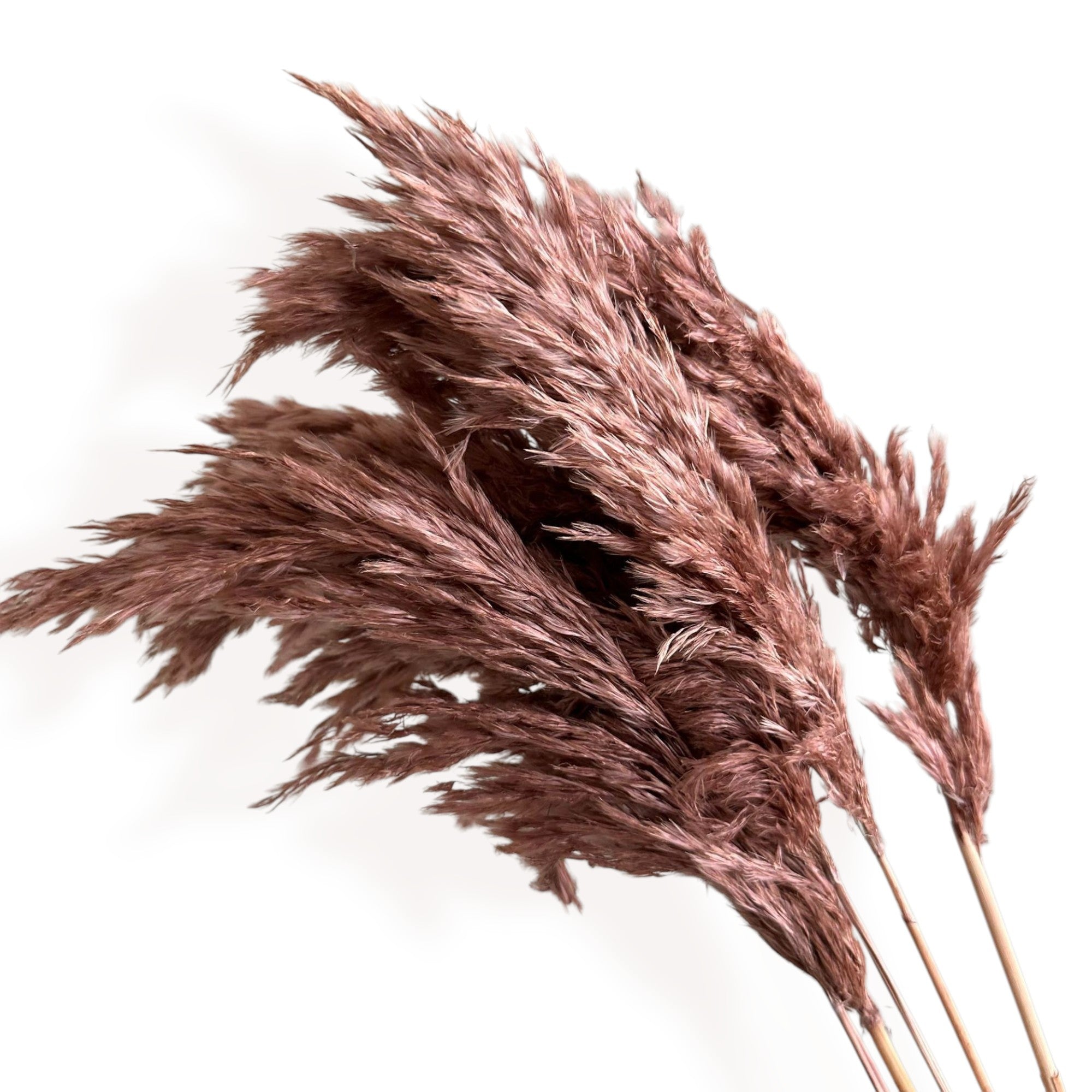 Alilang Decorative Dried Tall Grass Stems for Home Decoration and Floral Arrangements