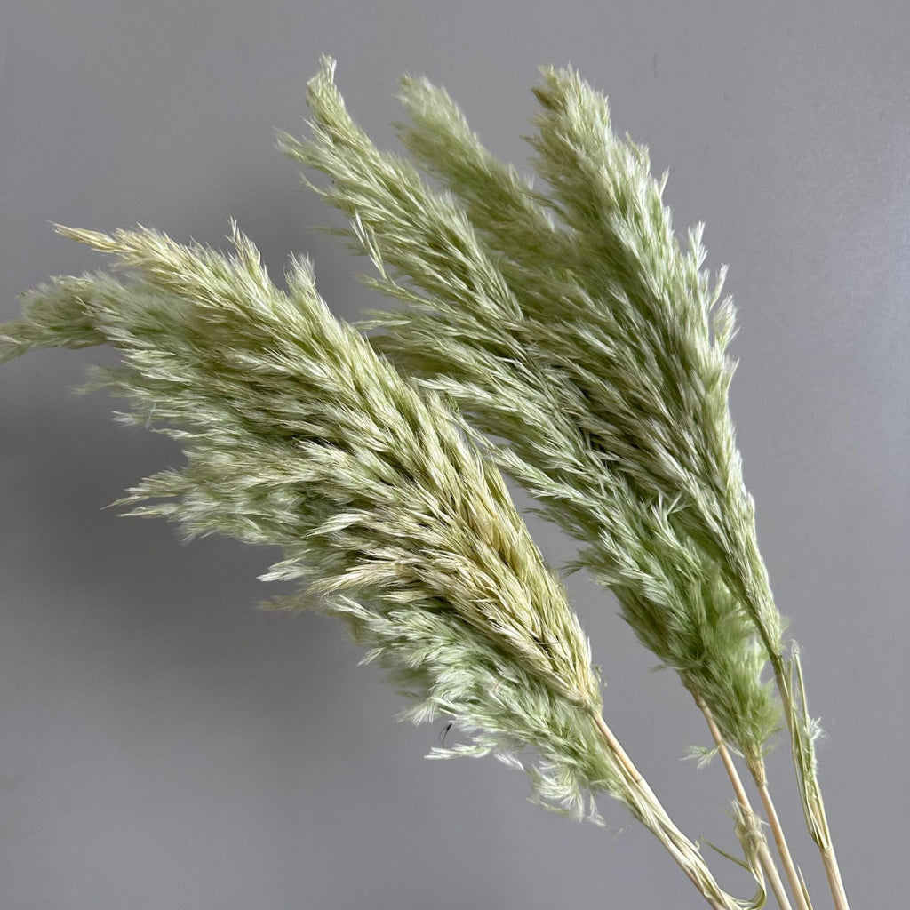 Alilang Decorative Dried Tall Grass Stems for Home Decoration and Floral Arrangements