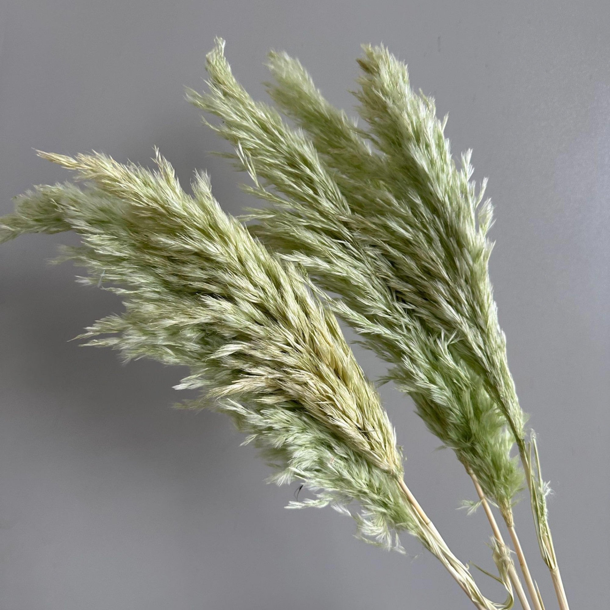 Alilang Decorative Dried Tall Grass Stems for Home Decoration and Floral Arrangements
