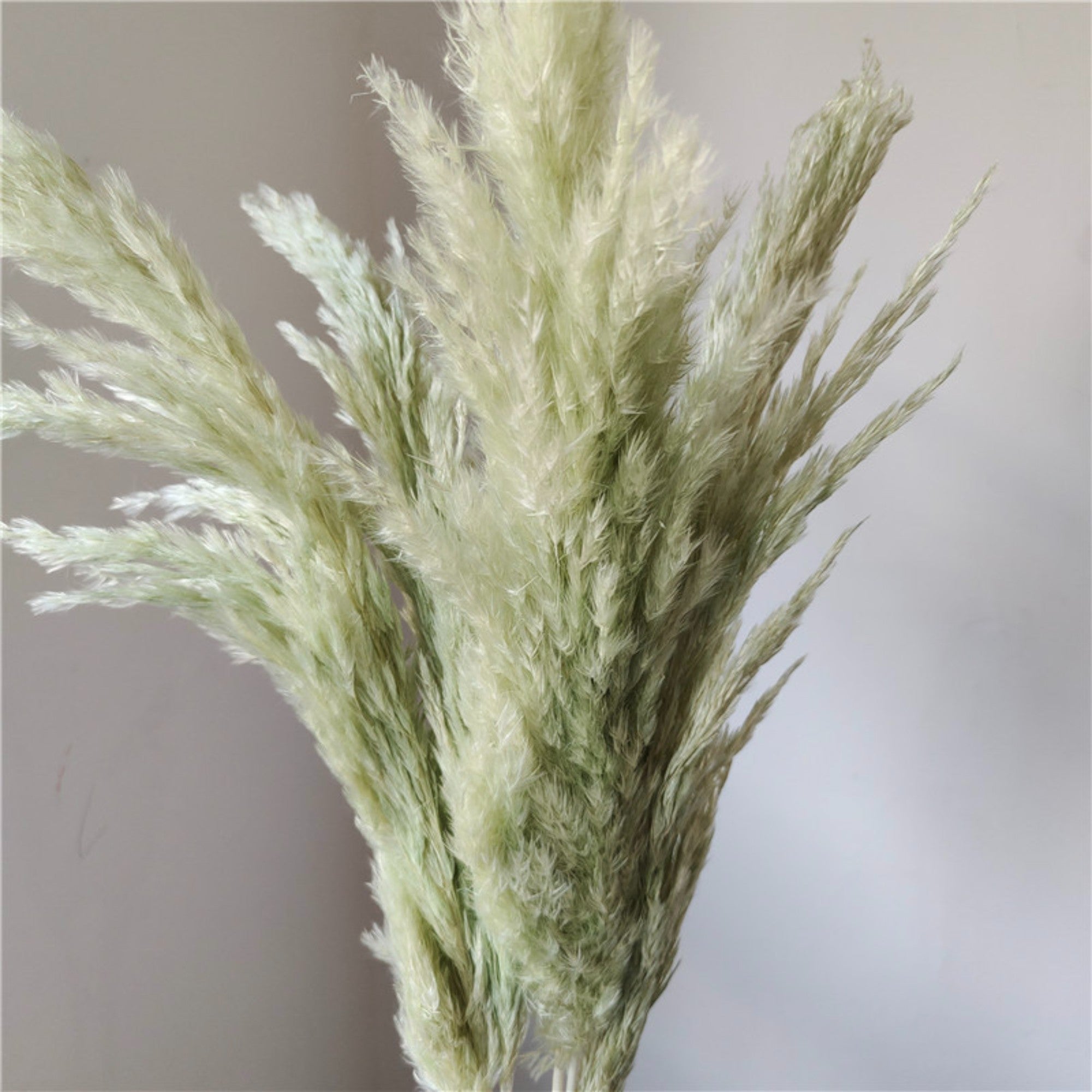 Alilang Decorative Dried Tall Grass Stems for Home Decoration and Floral Arrangements
