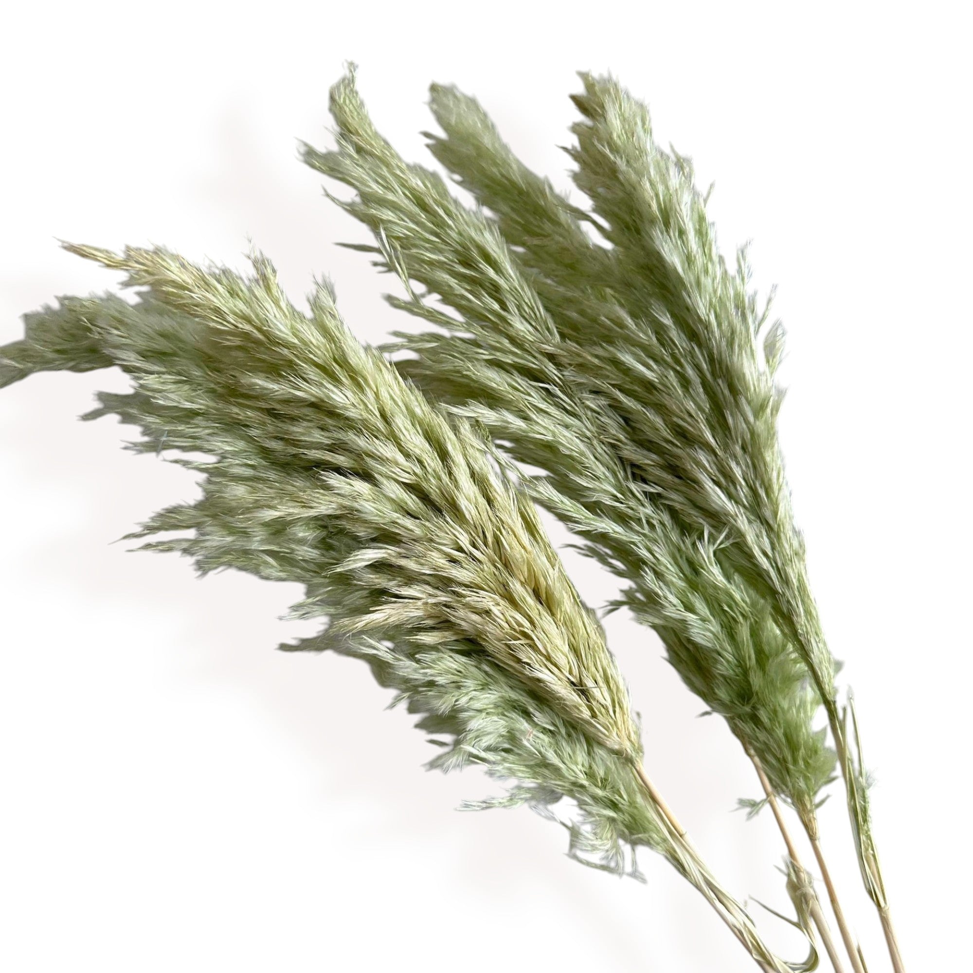 Alilang Decorative Dried Tall Grass Stems for Home Decoration and Floral Arrangements