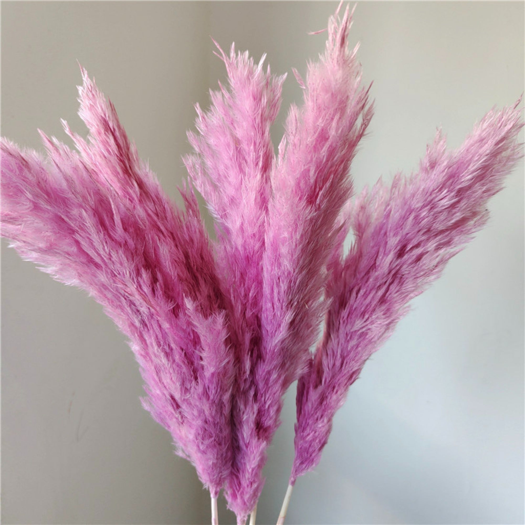 Alilang Decorative Dried Tall Grass Stems for Home Decoration and Floral Arrangements