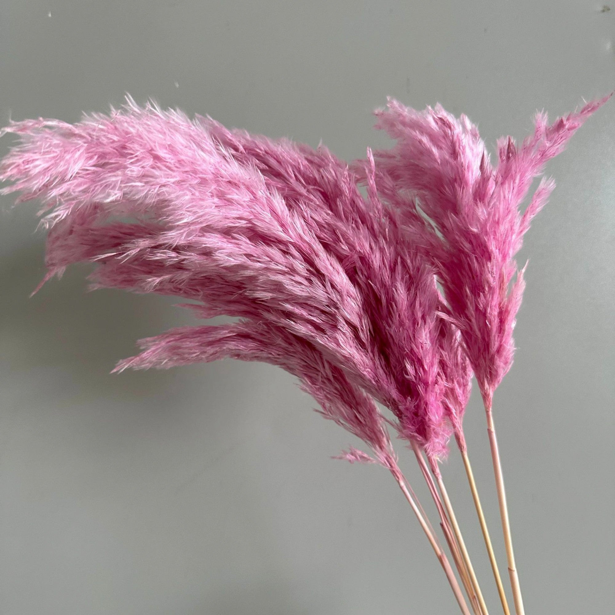 Alilang Decorative Dried Tall Grass Stems for Home Decoration and Floral Arrangements