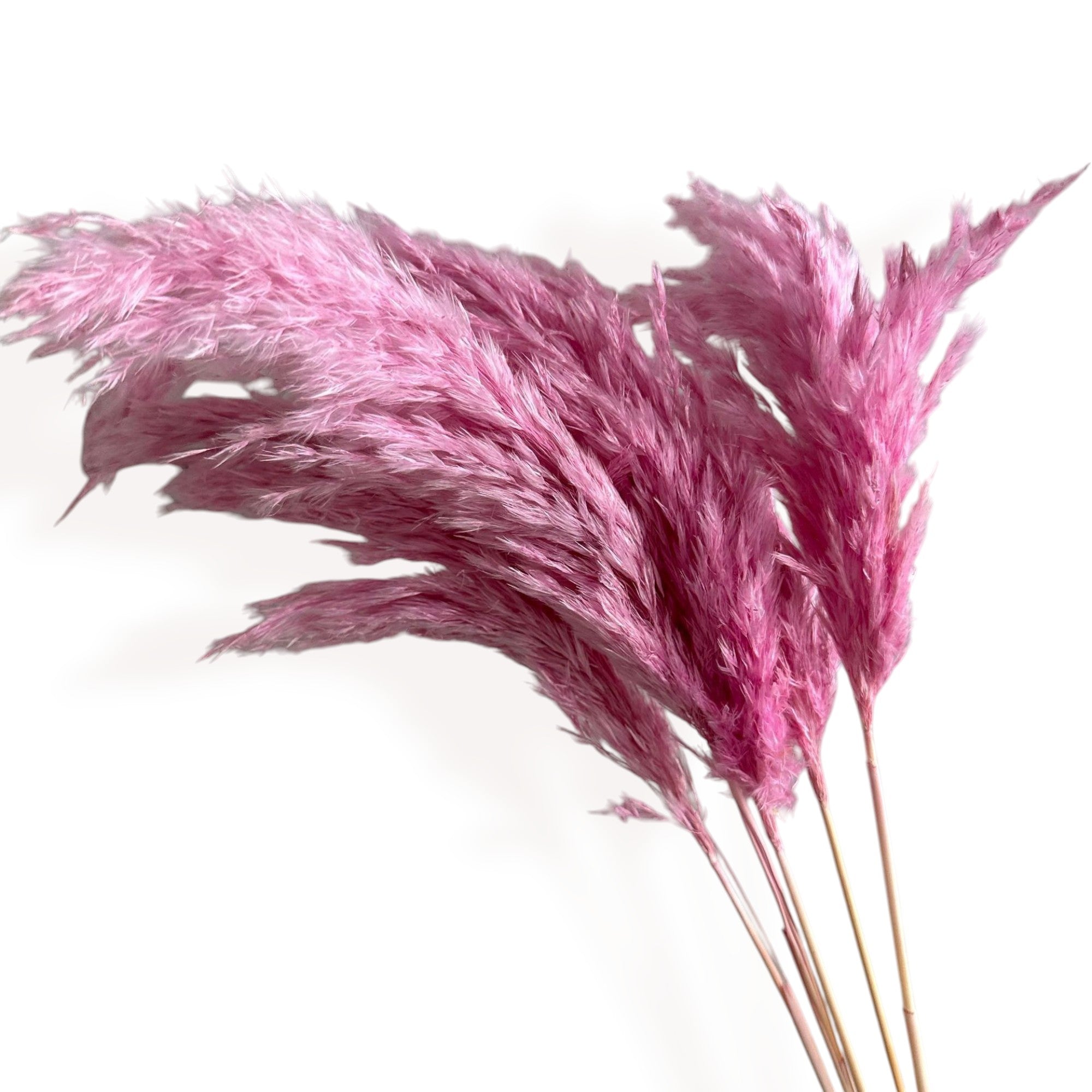 Alilang Decorative Dried Tall Grass Stems for Home Decoration and Floral Arrangements