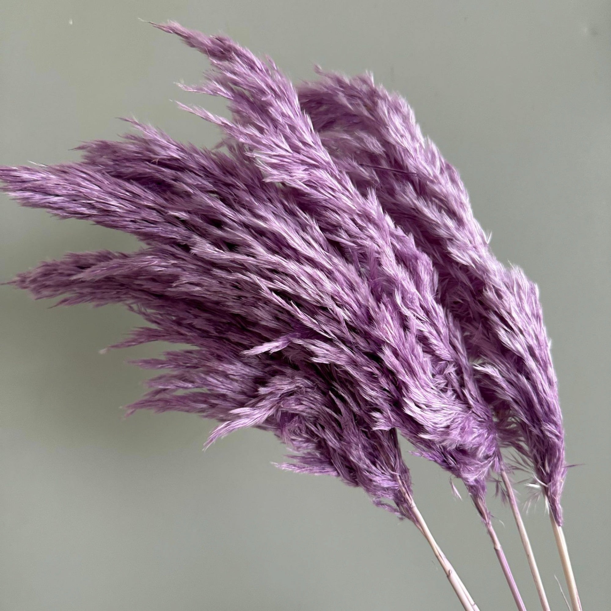Alilang Decorative Dried Tall Grass Stems for Home Decoration and Floral Arrangements
