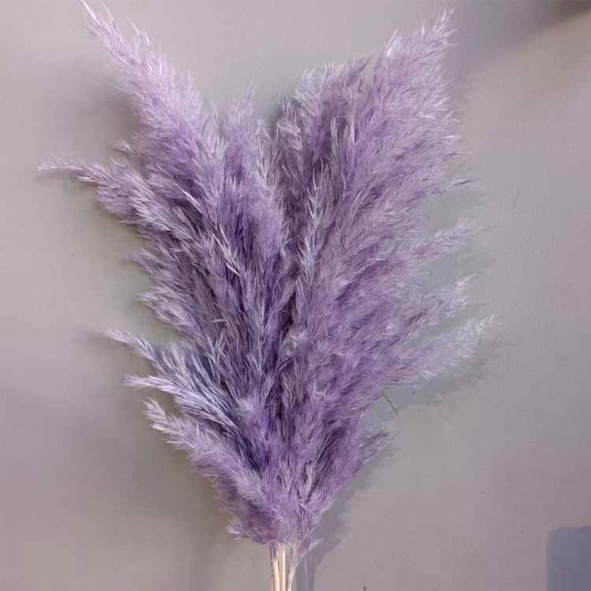 Alilang Decorative Dried Tall Grass Stems for Home Decoration and Floral Arrangements