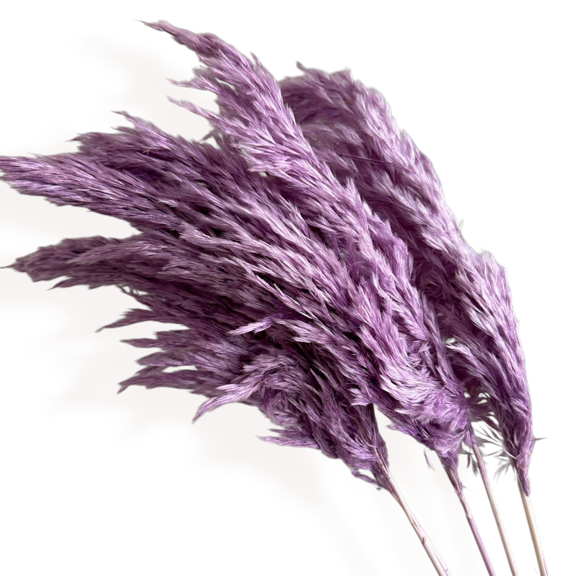 Alilang Decorative Dried Tall Grass Stems for Home Decoration and Floral Arrangements