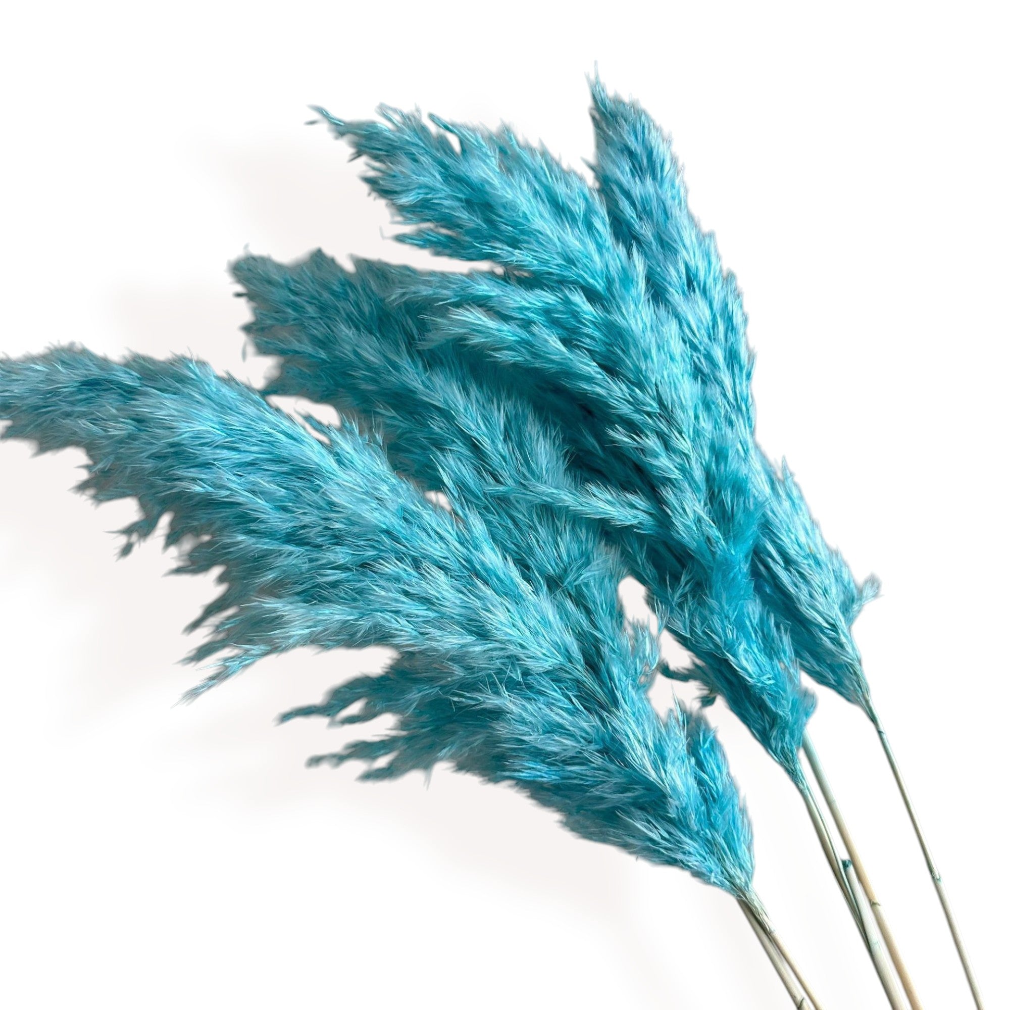 Alilang Decorative Dried Tall Grass Stems for Home Decoration and Floral Arrangements